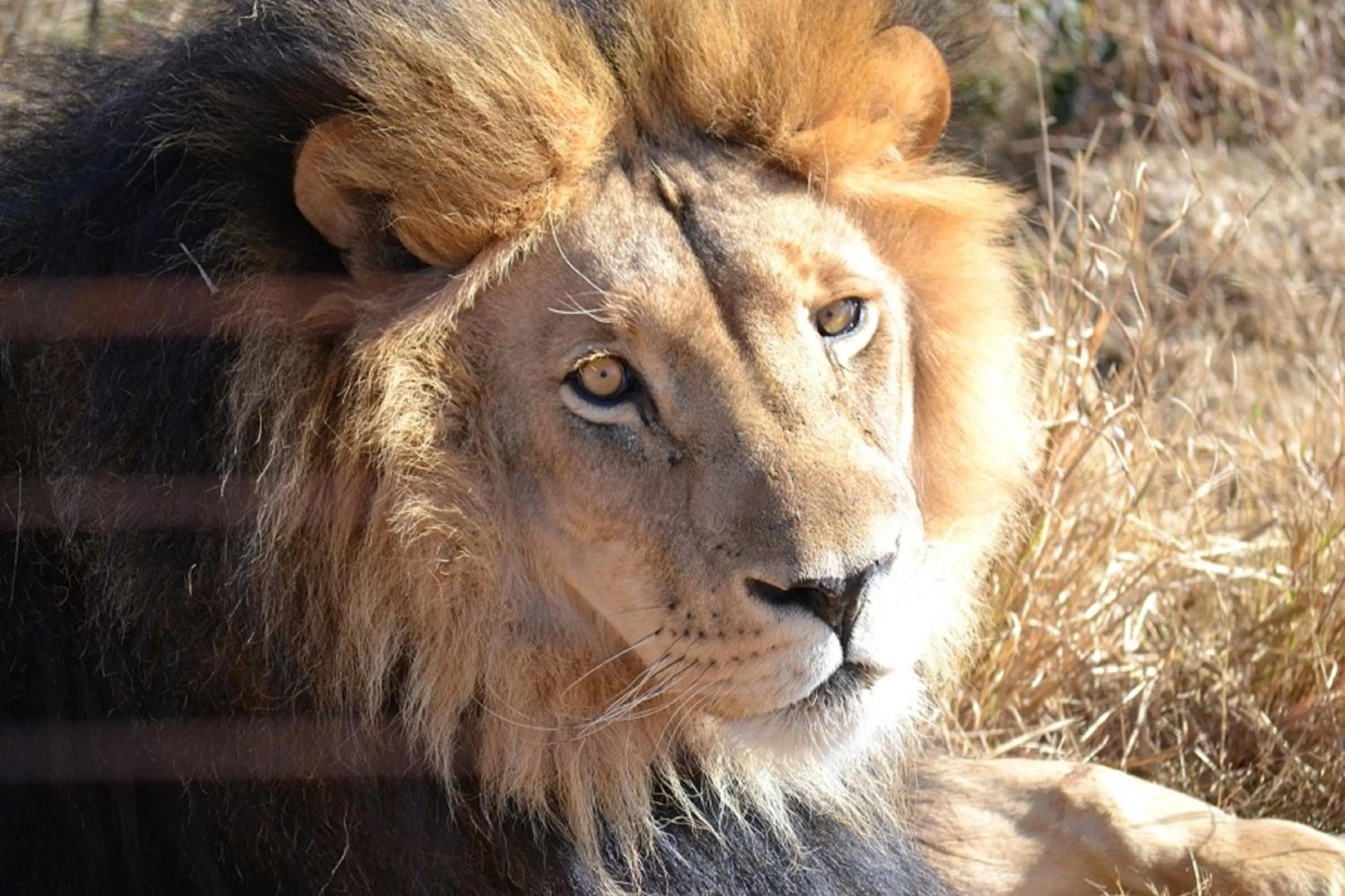 Animals in Tava Lingwe Game Lodge & Wedding Venue