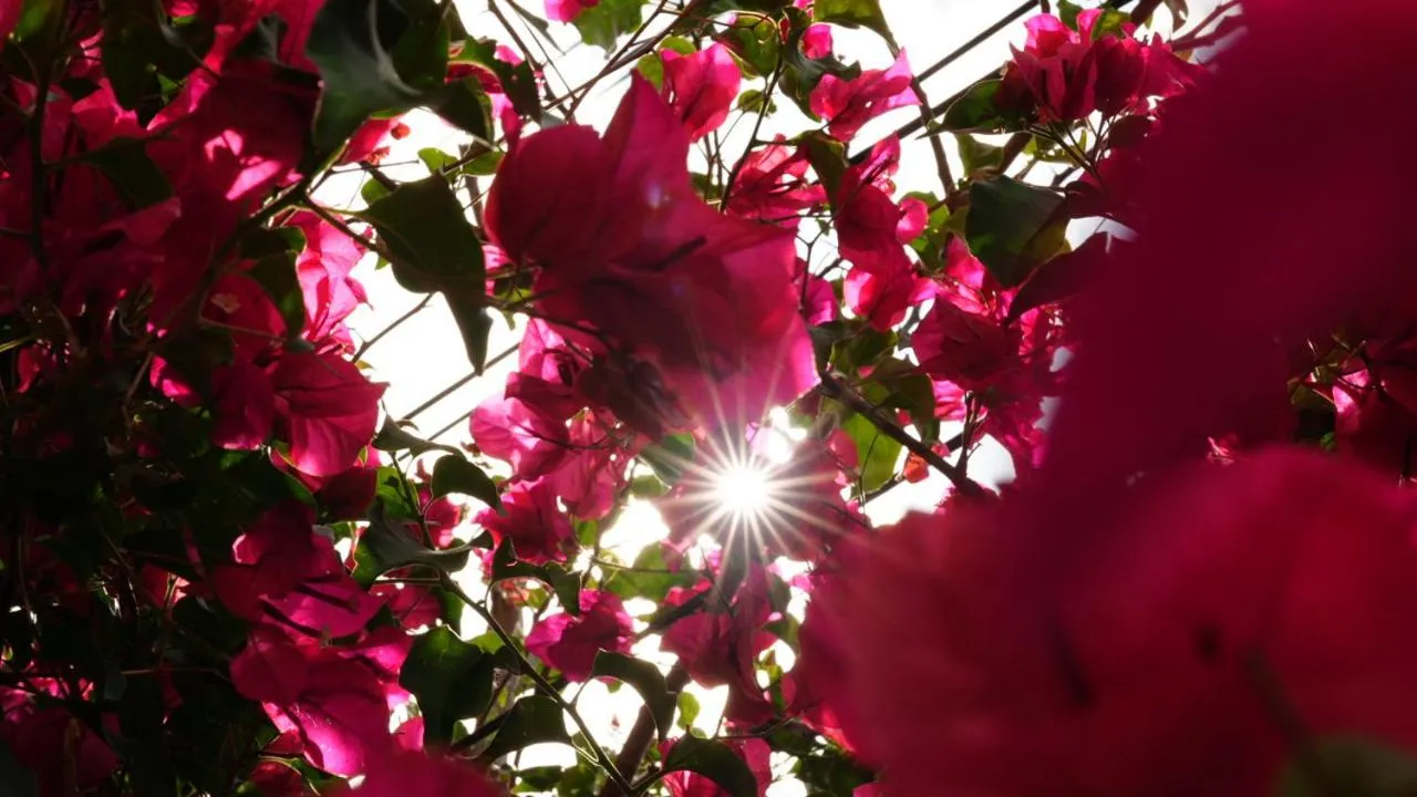 Balcony/Terrace in Hotel Casa Bougainvillea