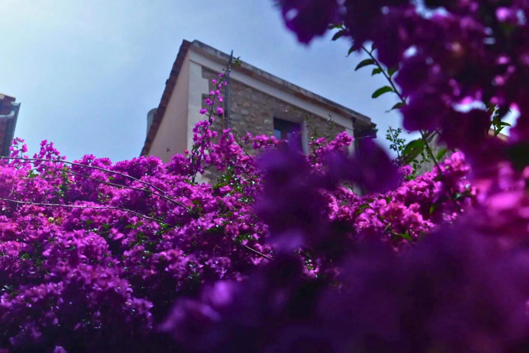 Facade/entrance in Hotel Casa Bougainvillea