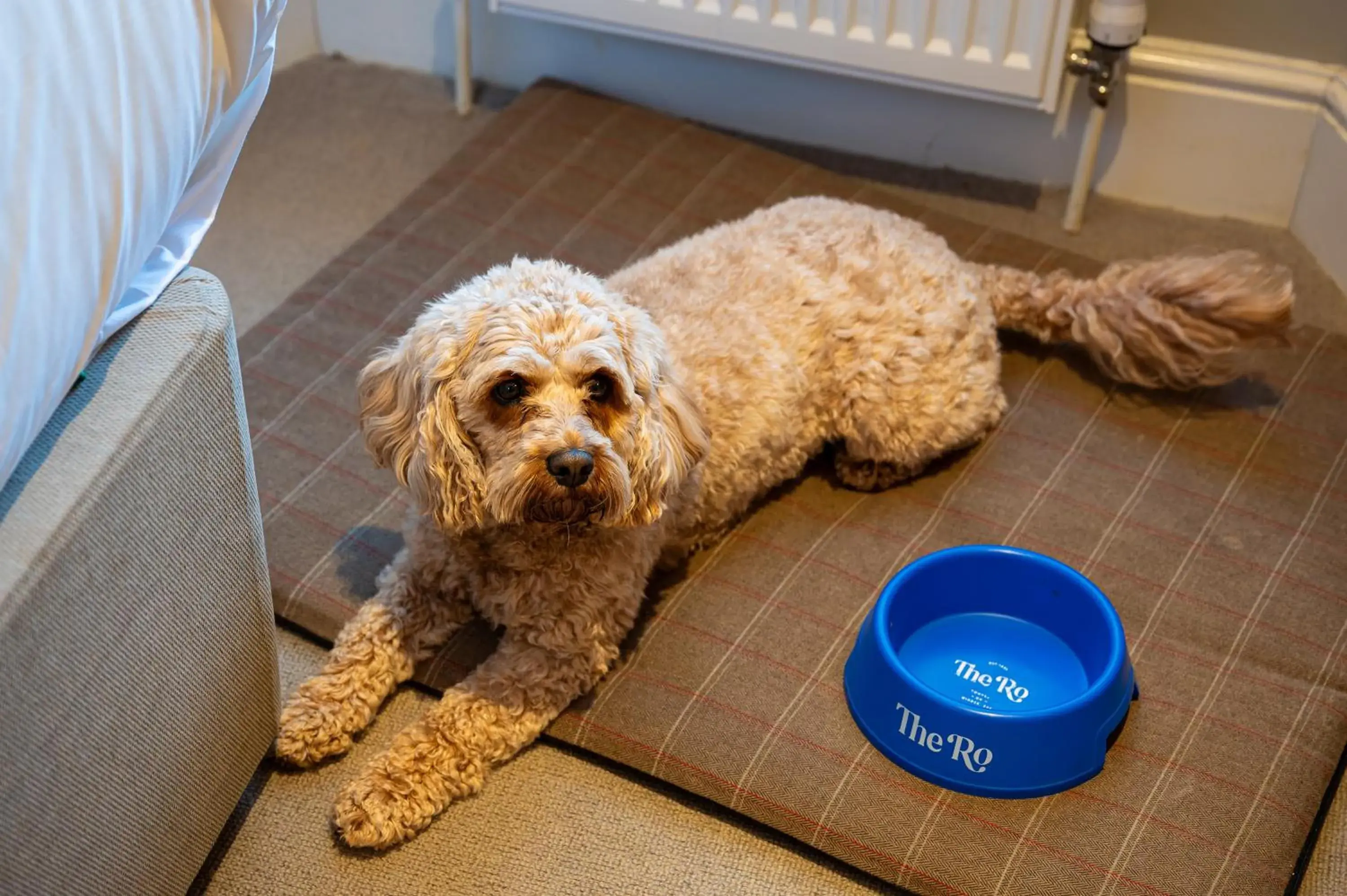 Pet Friendly Twin in The Ro Hotel Windermere Pet Friendly Twin in The Ro Hotel Windermere