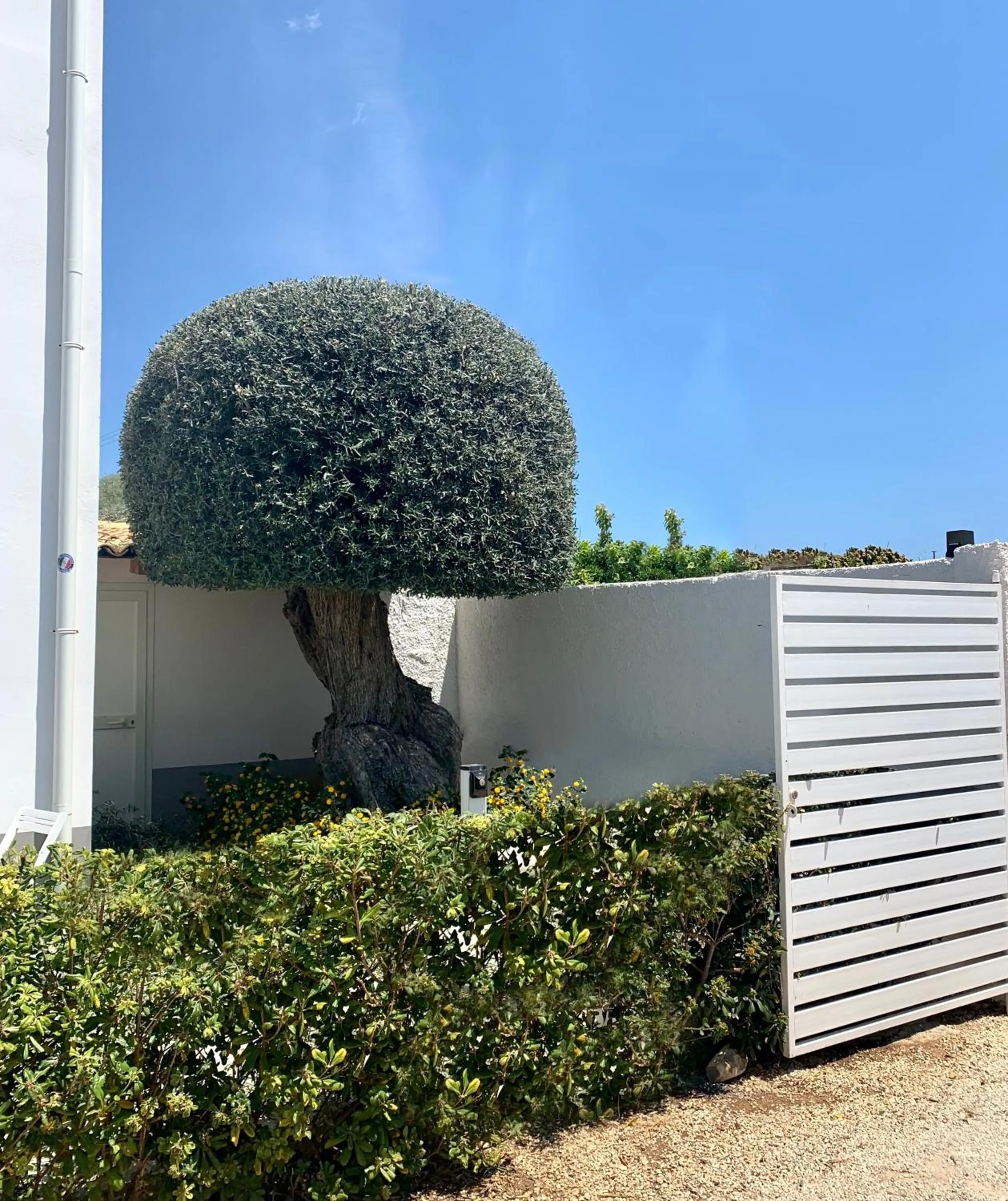 Garden in Sun of Sicily