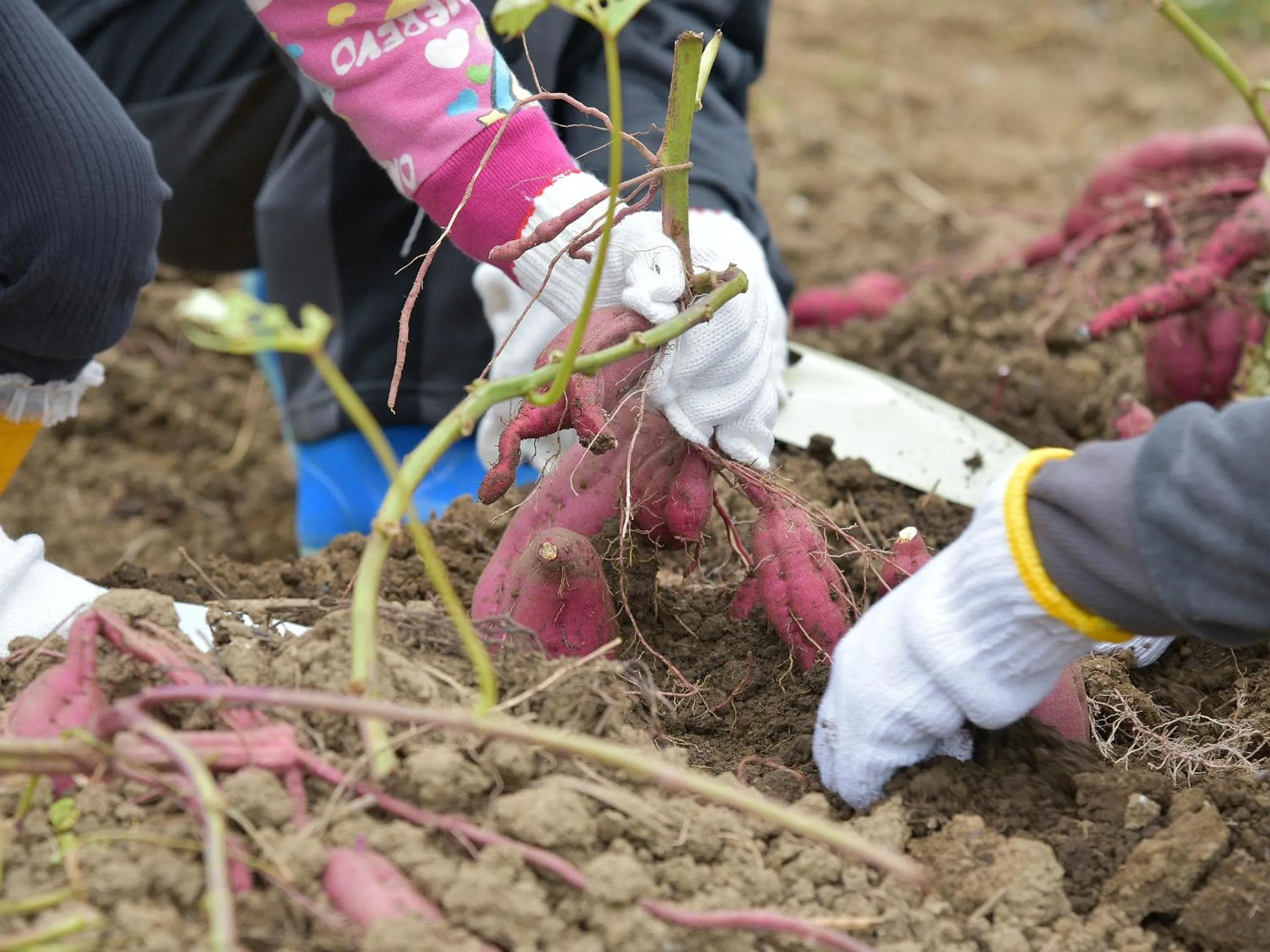 Shimoda Central Hotel