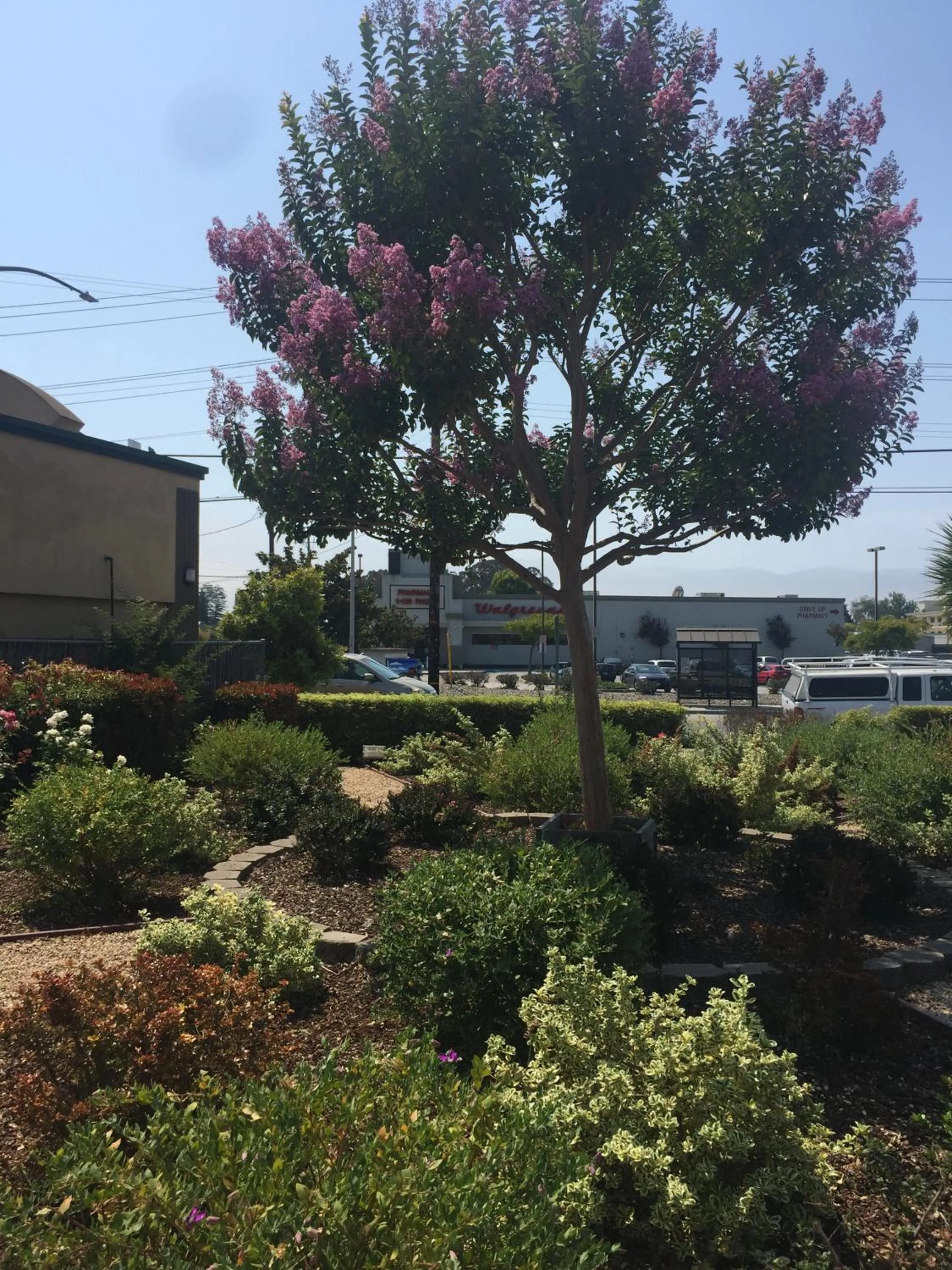 Garden view in Hitching Post Studios Inn