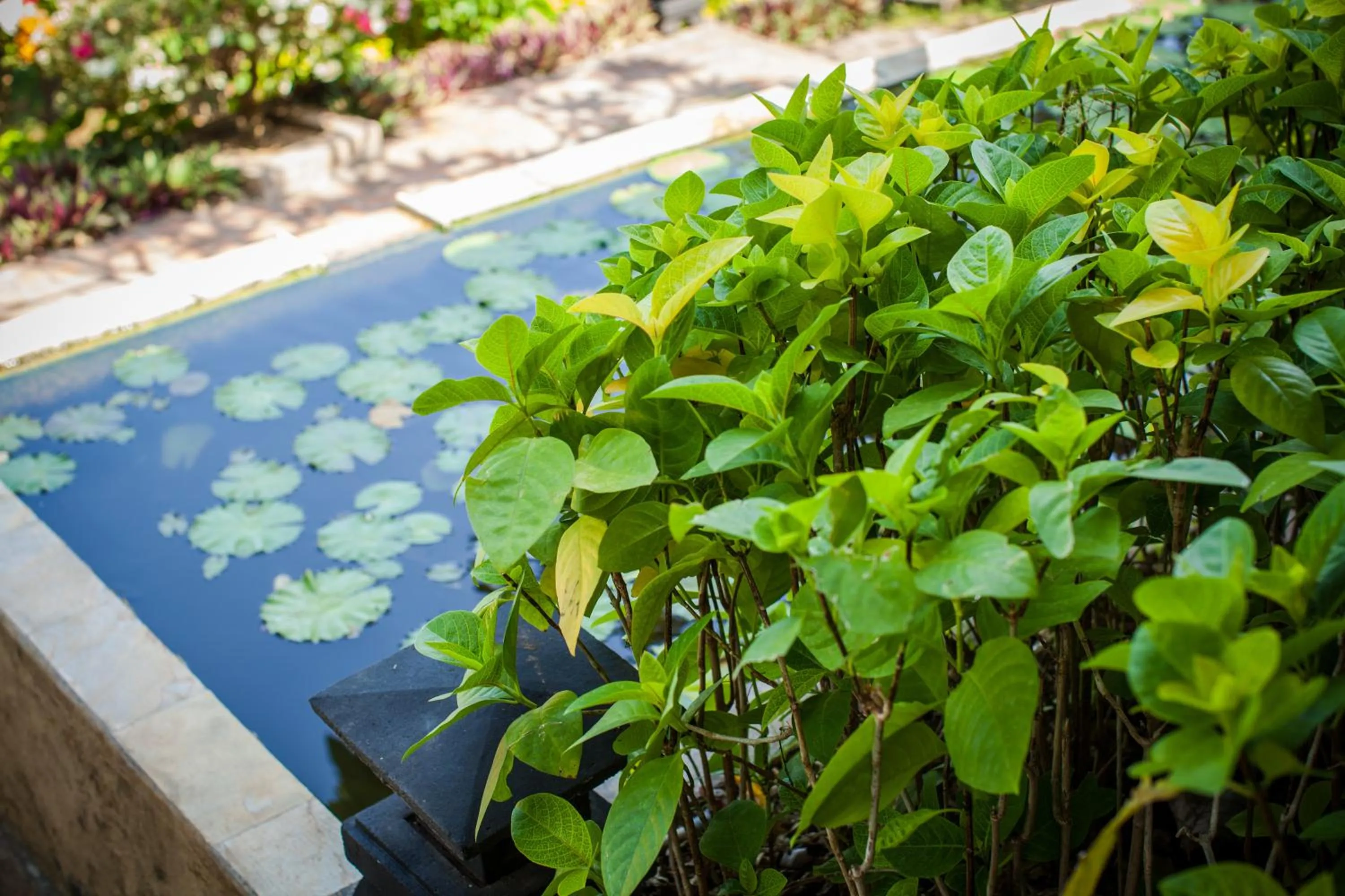Garden view in Zen Resort Bali
