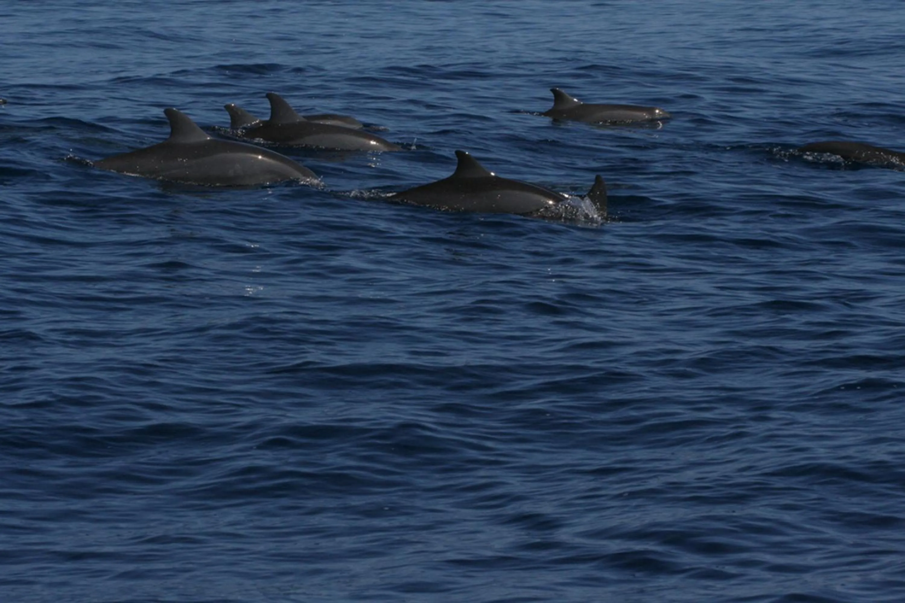 Area and facilities in Banyualit Spa 'n Resort Lovina