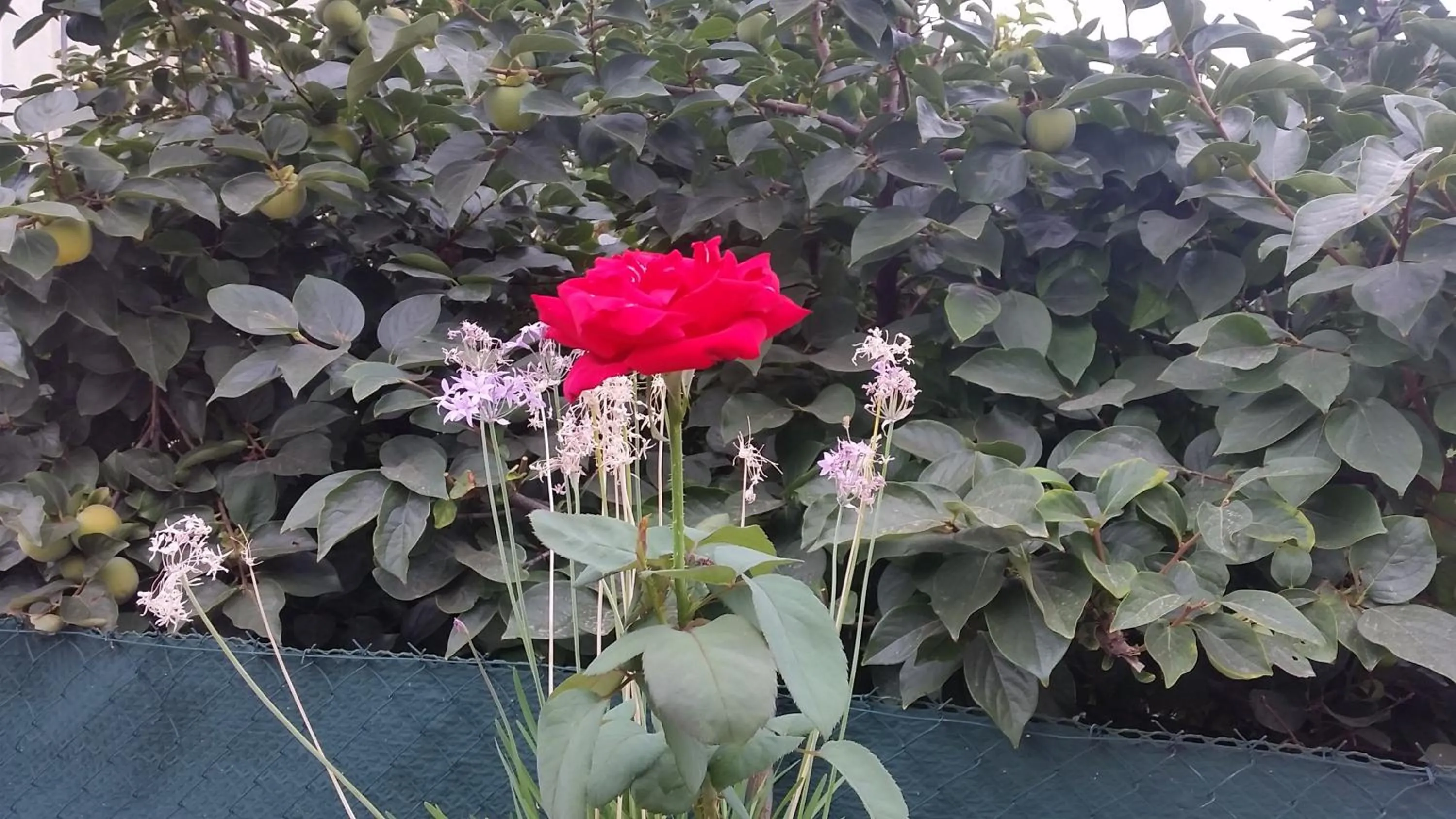 Garden in B&B Villa Blanche