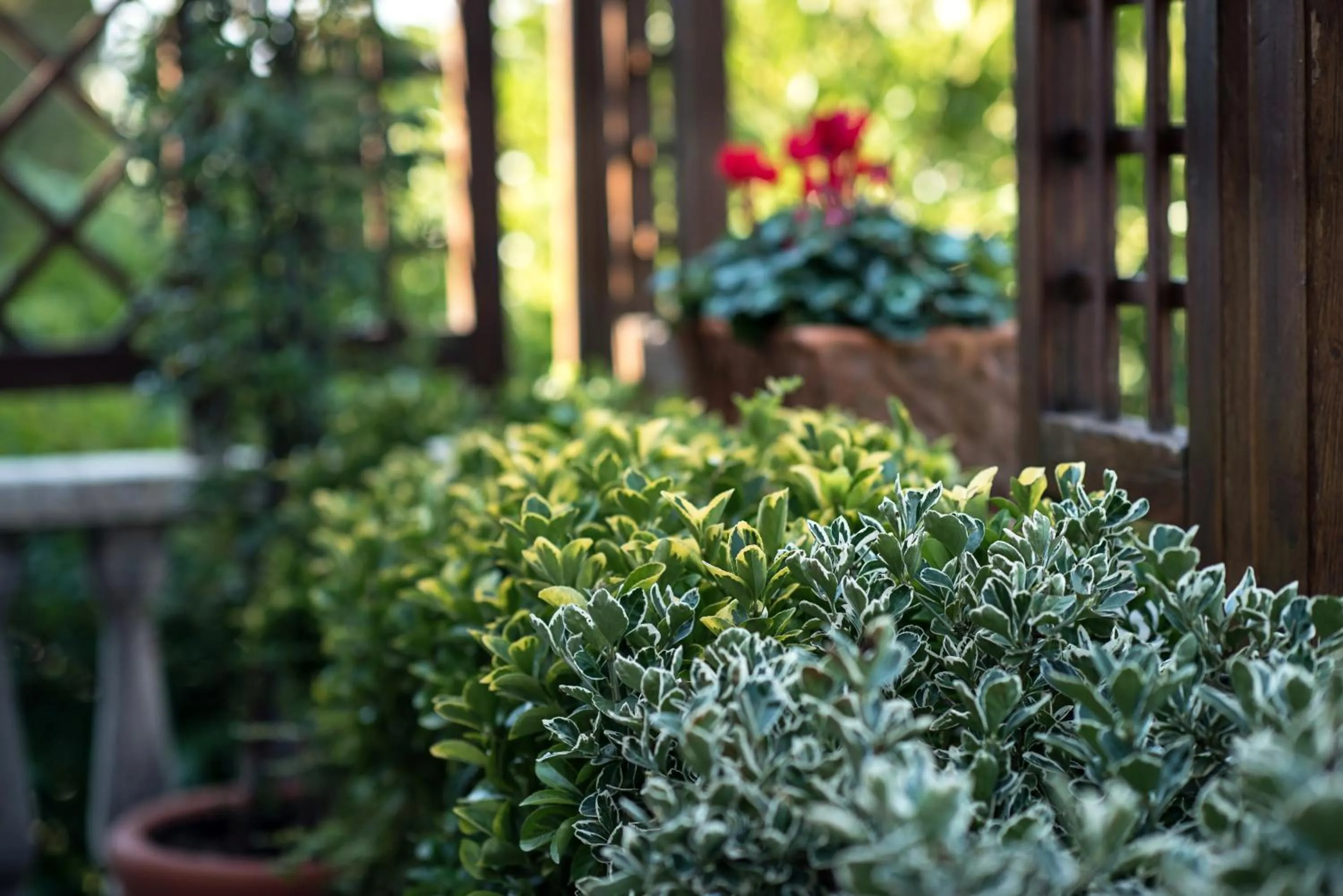 Garden in Villa Margherita