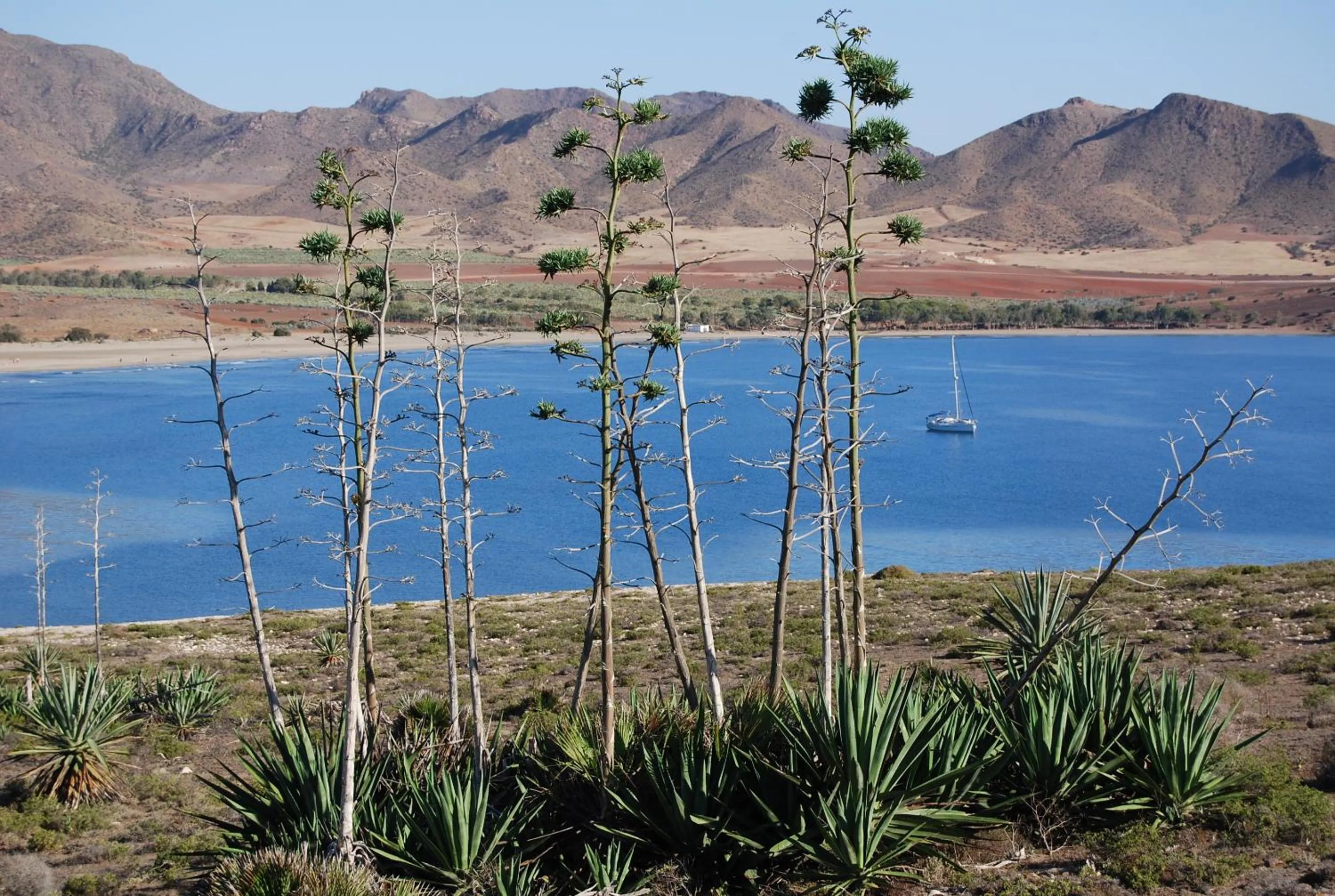 Area and facilities in Complejo Turístico Los Escullos Cabo de Gata