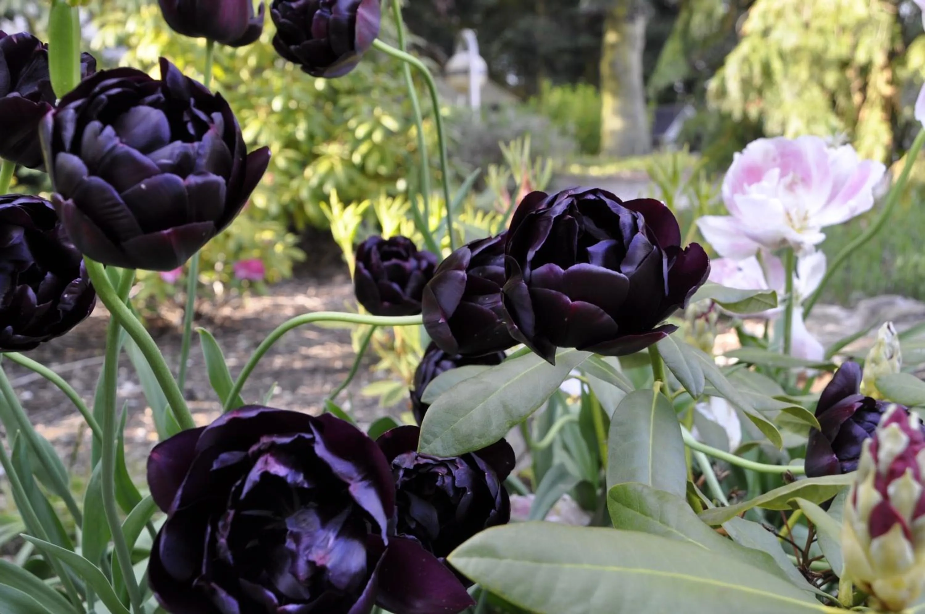 Spring in Lundsgaard Bed & Breakfast