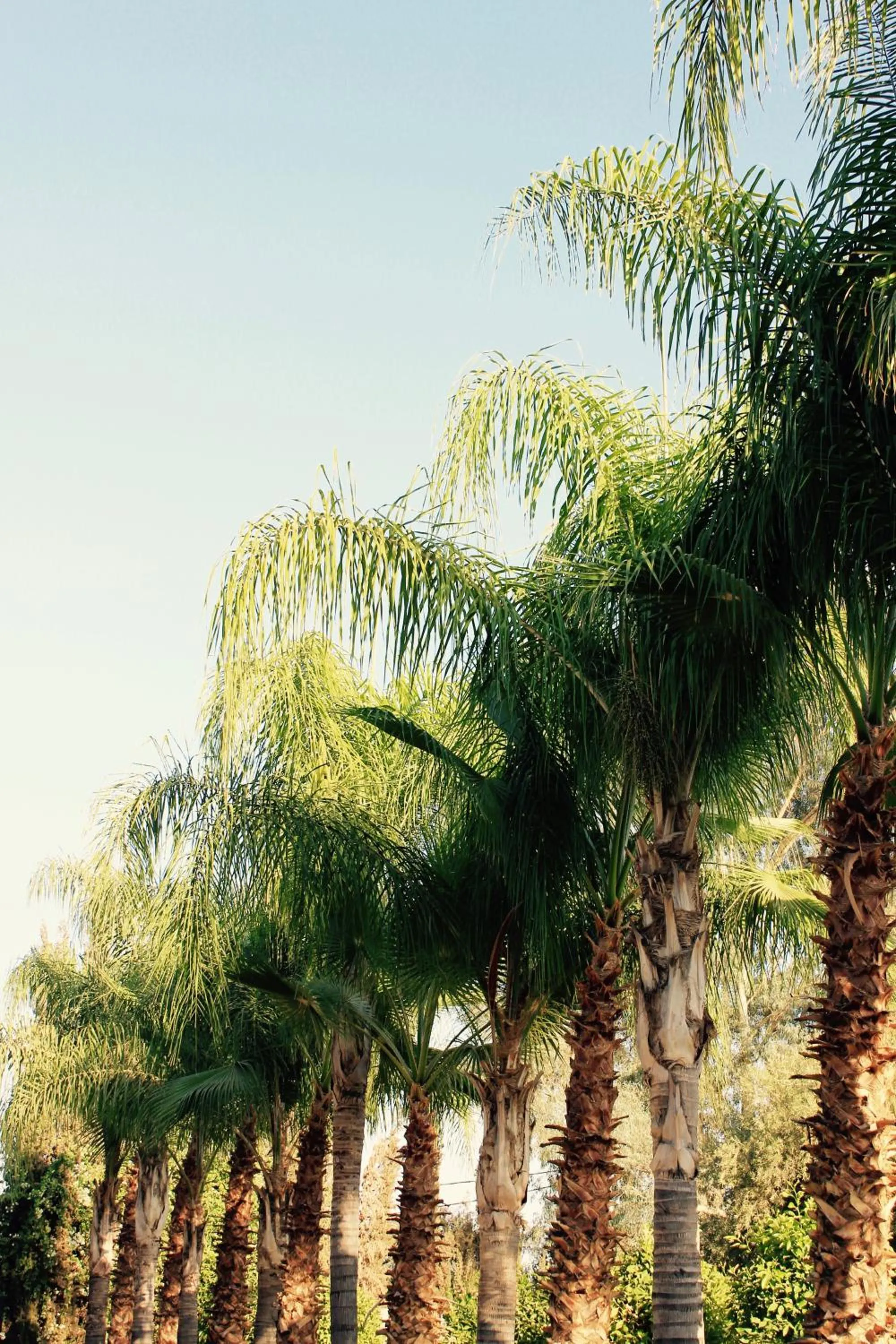 Natural landscape in Palais Riad Berbère