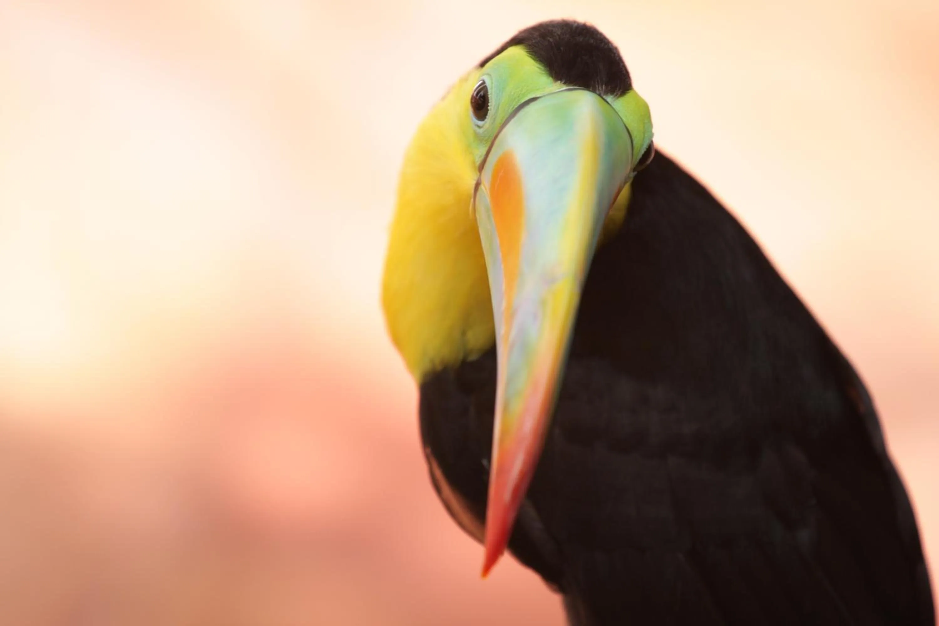 Pets in Hotel Casa Quero