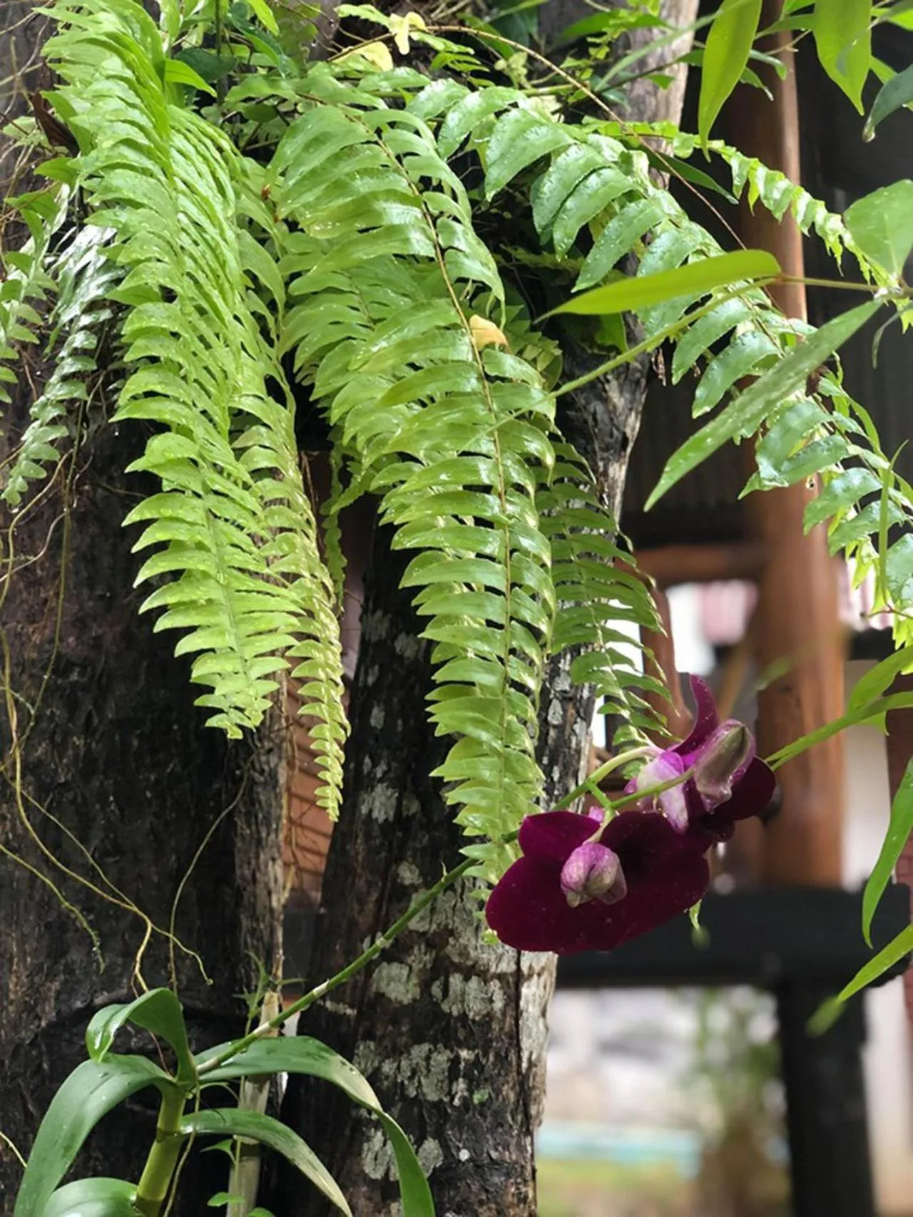 Garden view in Bounty Resort