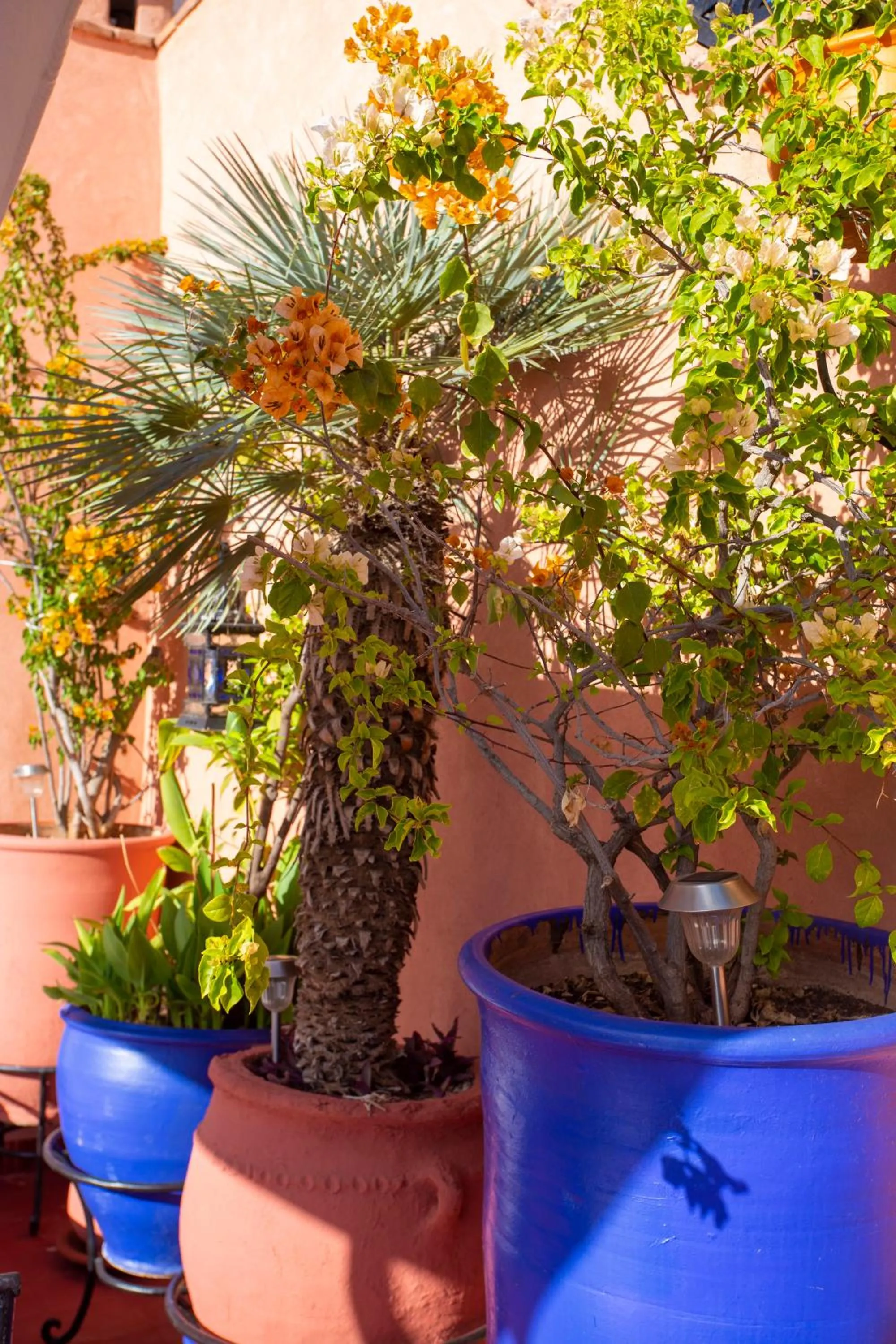 Garden in Riad Christina