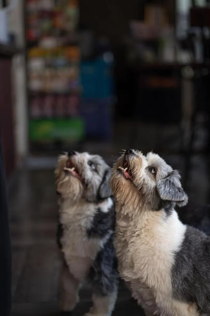 Pets in The Entaneer Poshtel