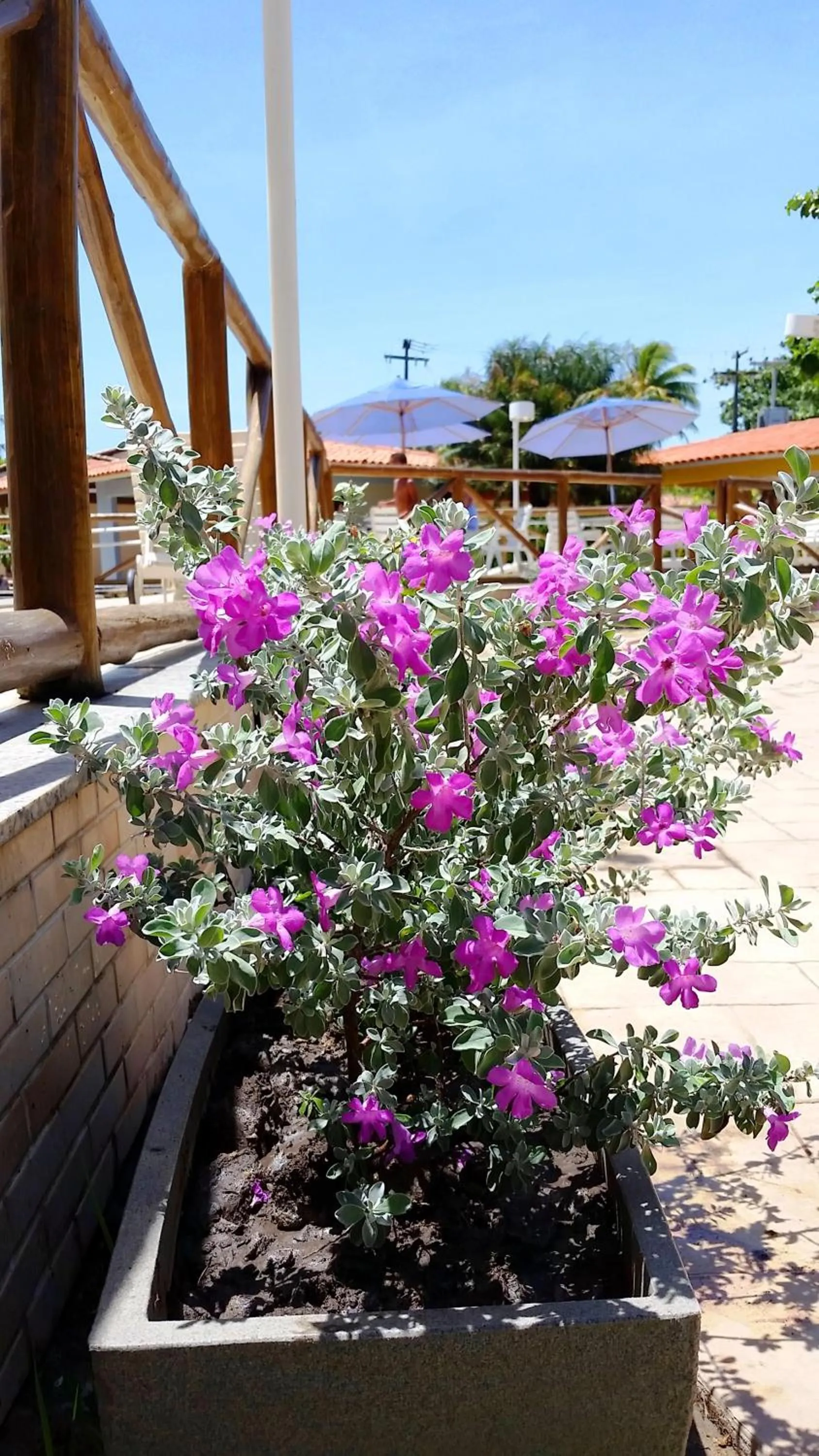 Garden in Hotel Pousada do Sol