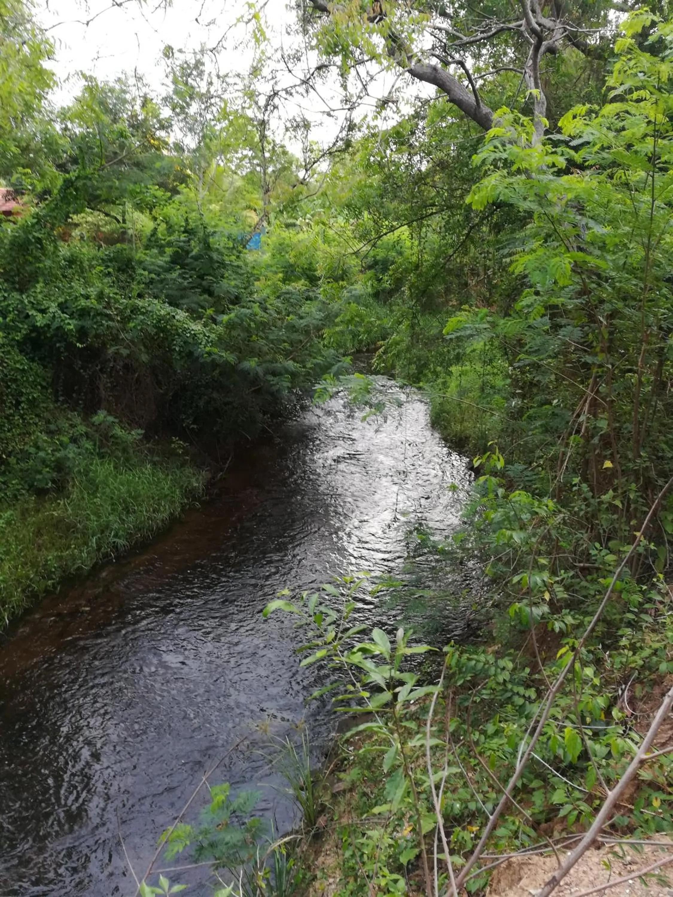Natural landscape in Breezy Lake