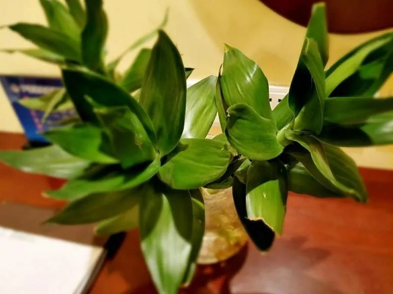 GreenTree Alliance Beijing Daxing District Jiugong Town Jiugong Subway Station Hotel