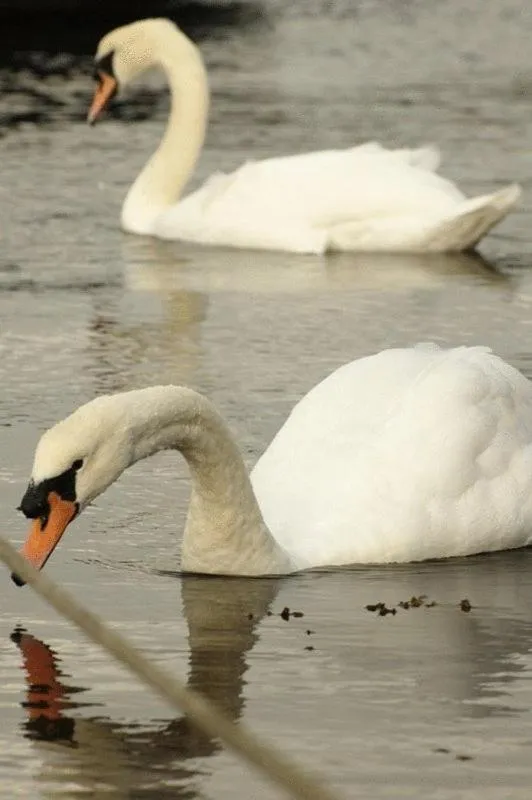 Animals in Kenmare House