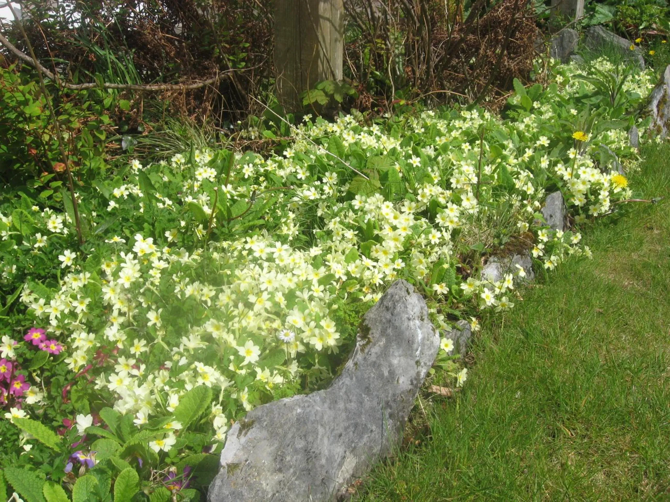 Garden in Kenmare House