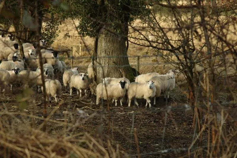 Animals in Kenmare House