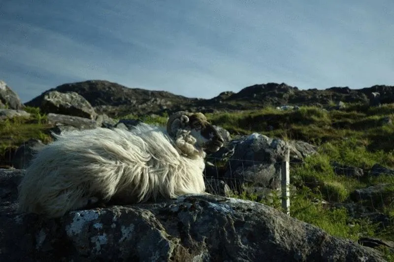 Animals in Kenmare House