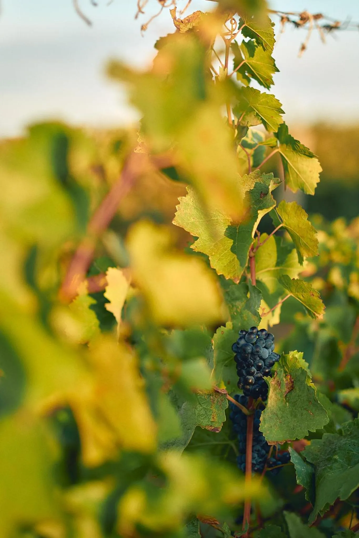 Egri Korona Borház és Wellness Hotel