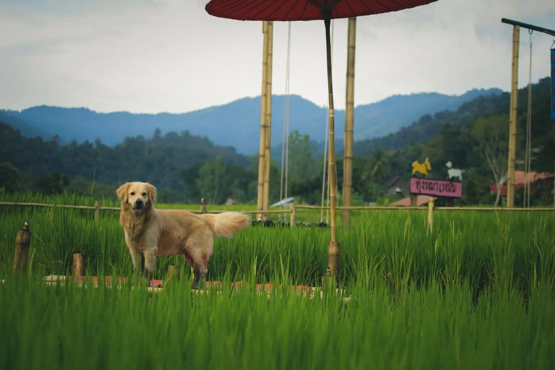 Garden in Bulunburi Resort