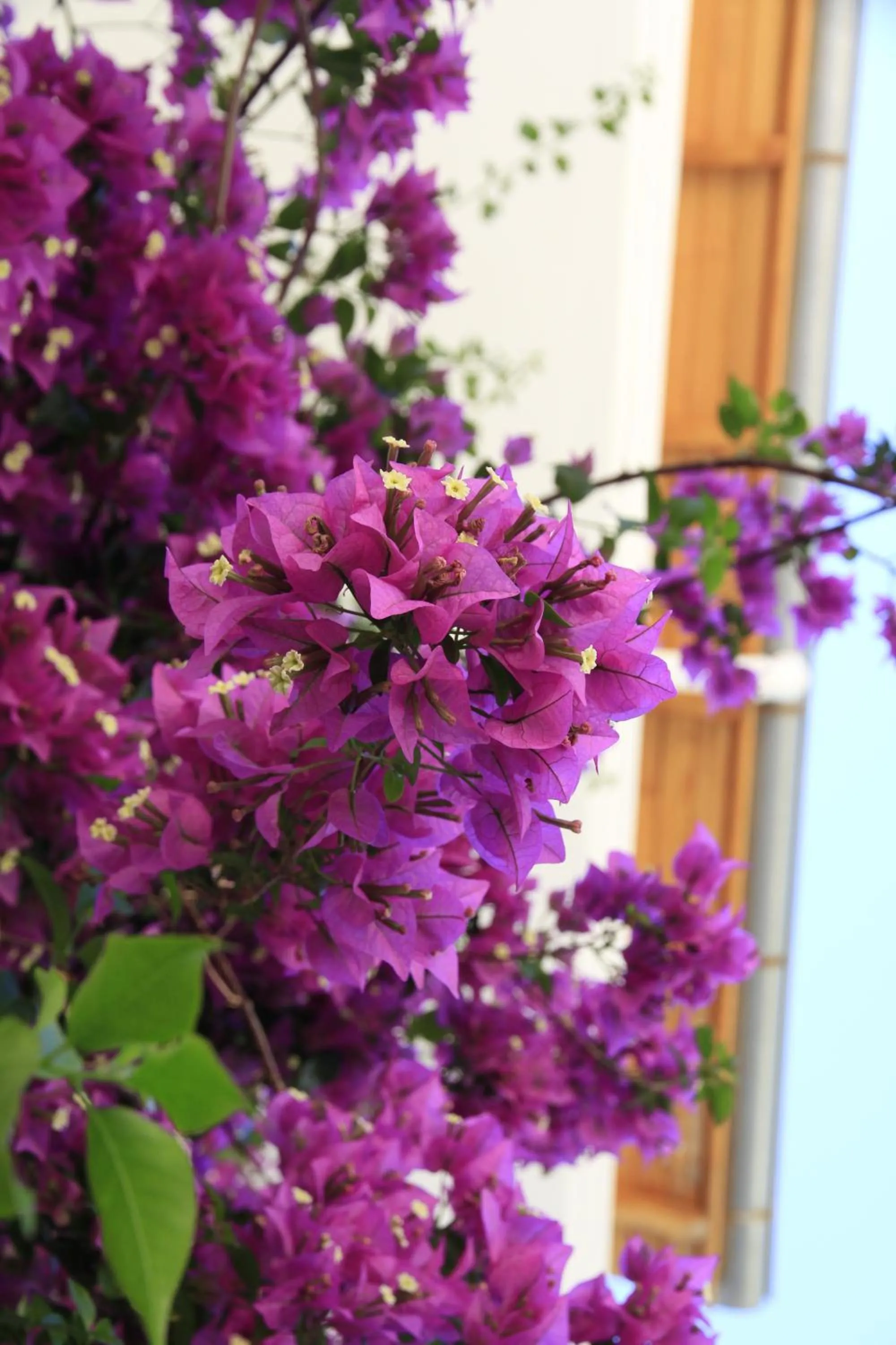 Other in Yonca Hotel