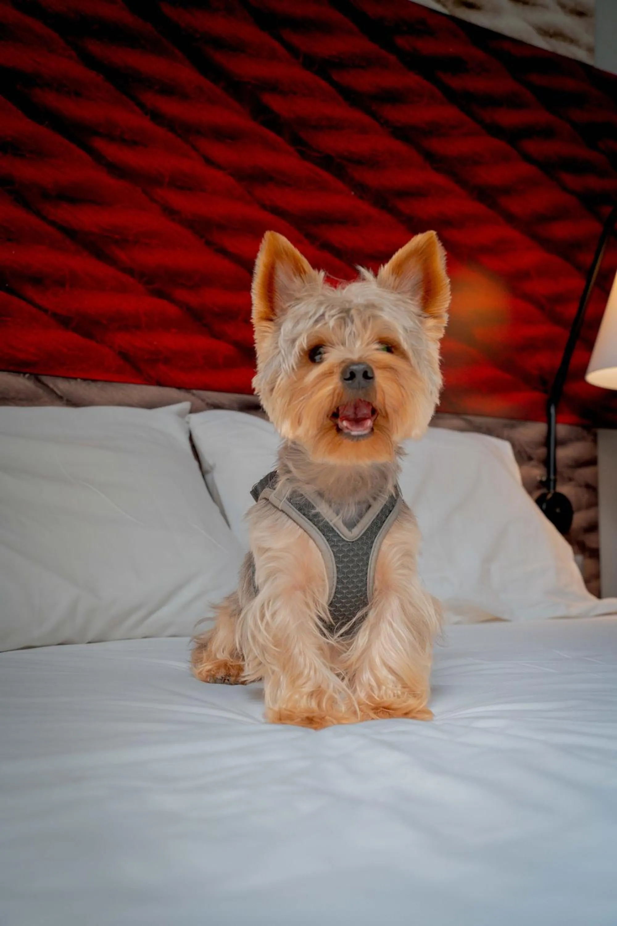 Pets in ibis Copiapo