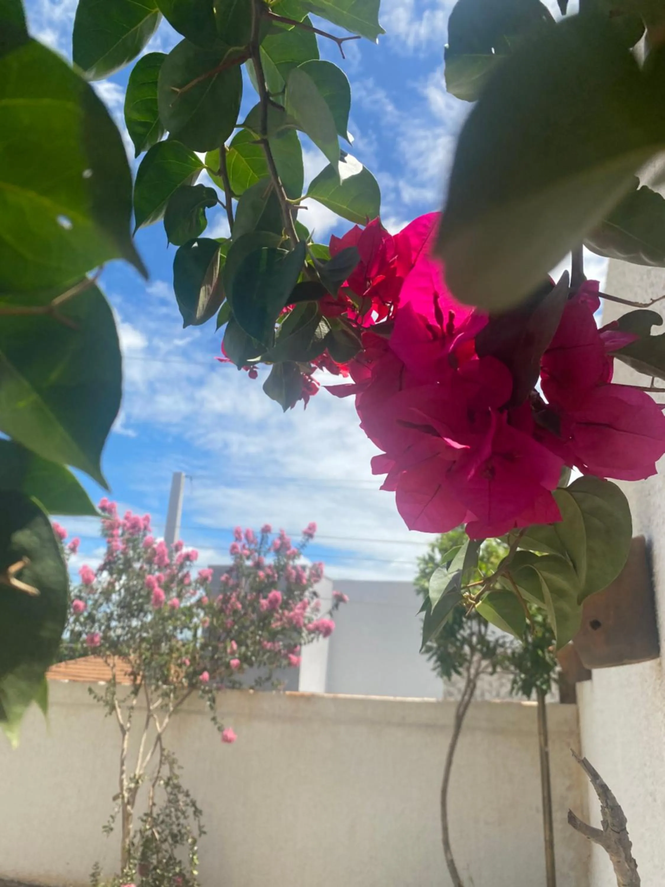 Spring in Queiroz Palace Hotel