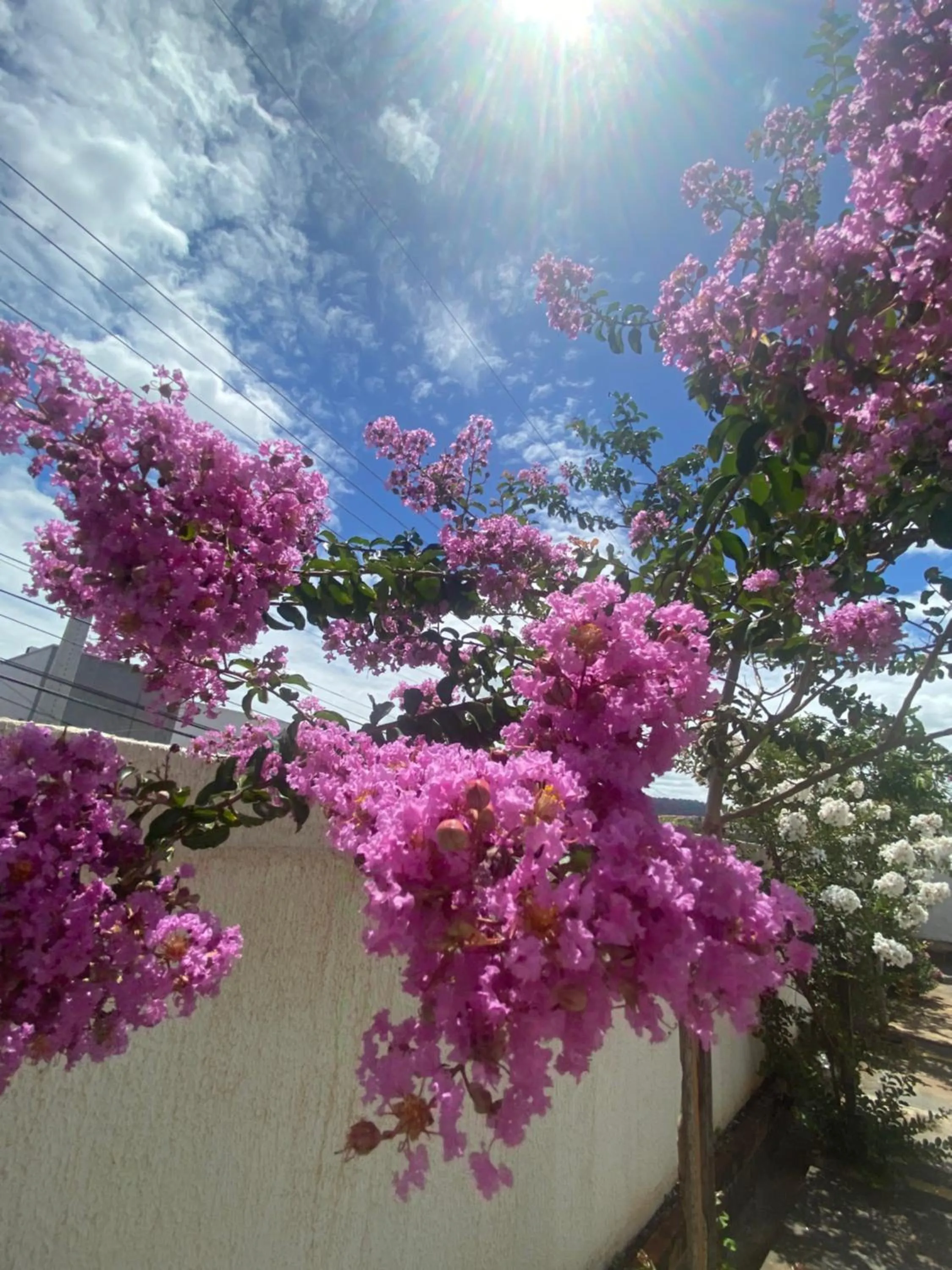 Spring in Queiroz Palace Hotel