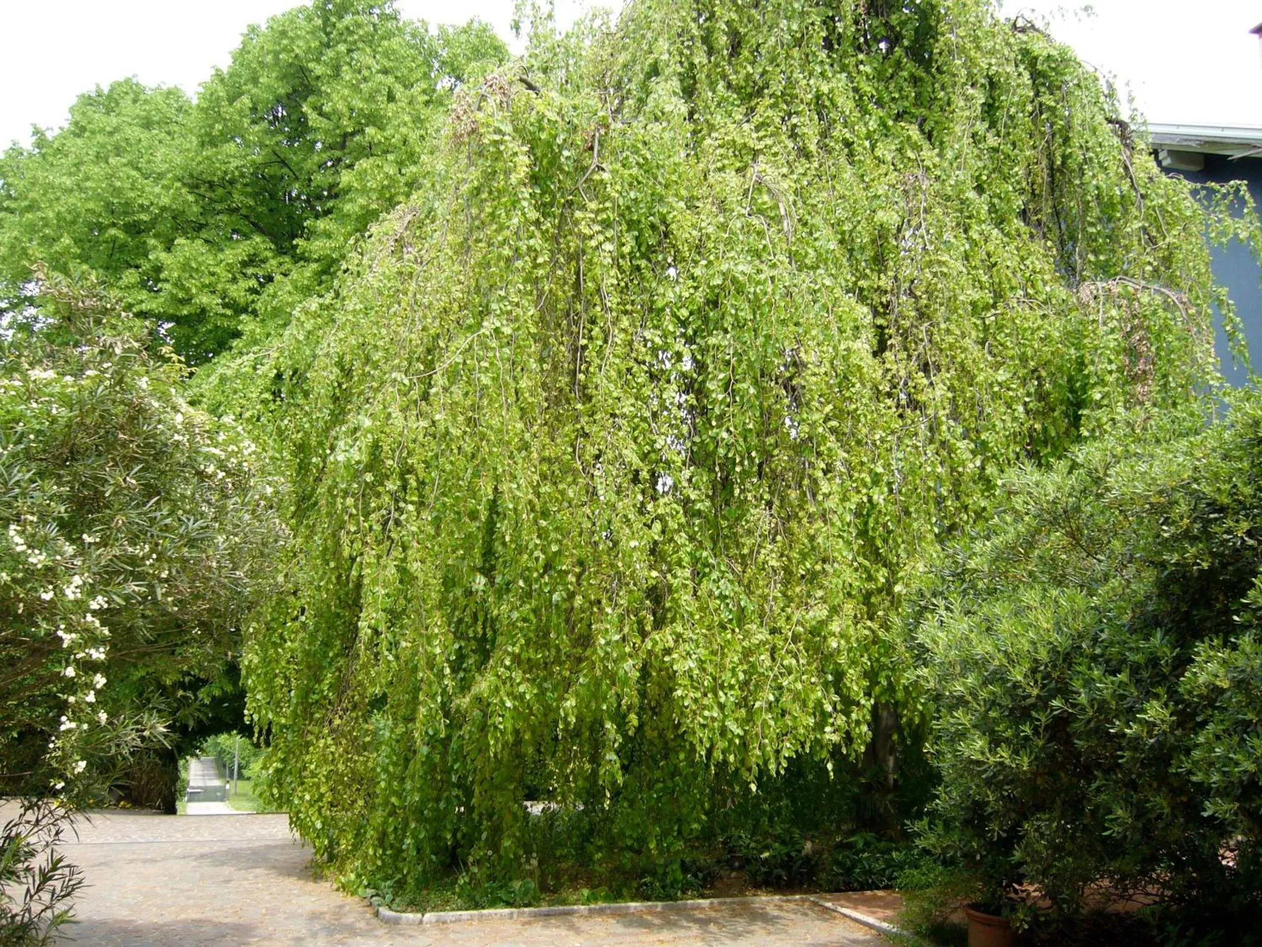 La Casa Blu di Monasteto