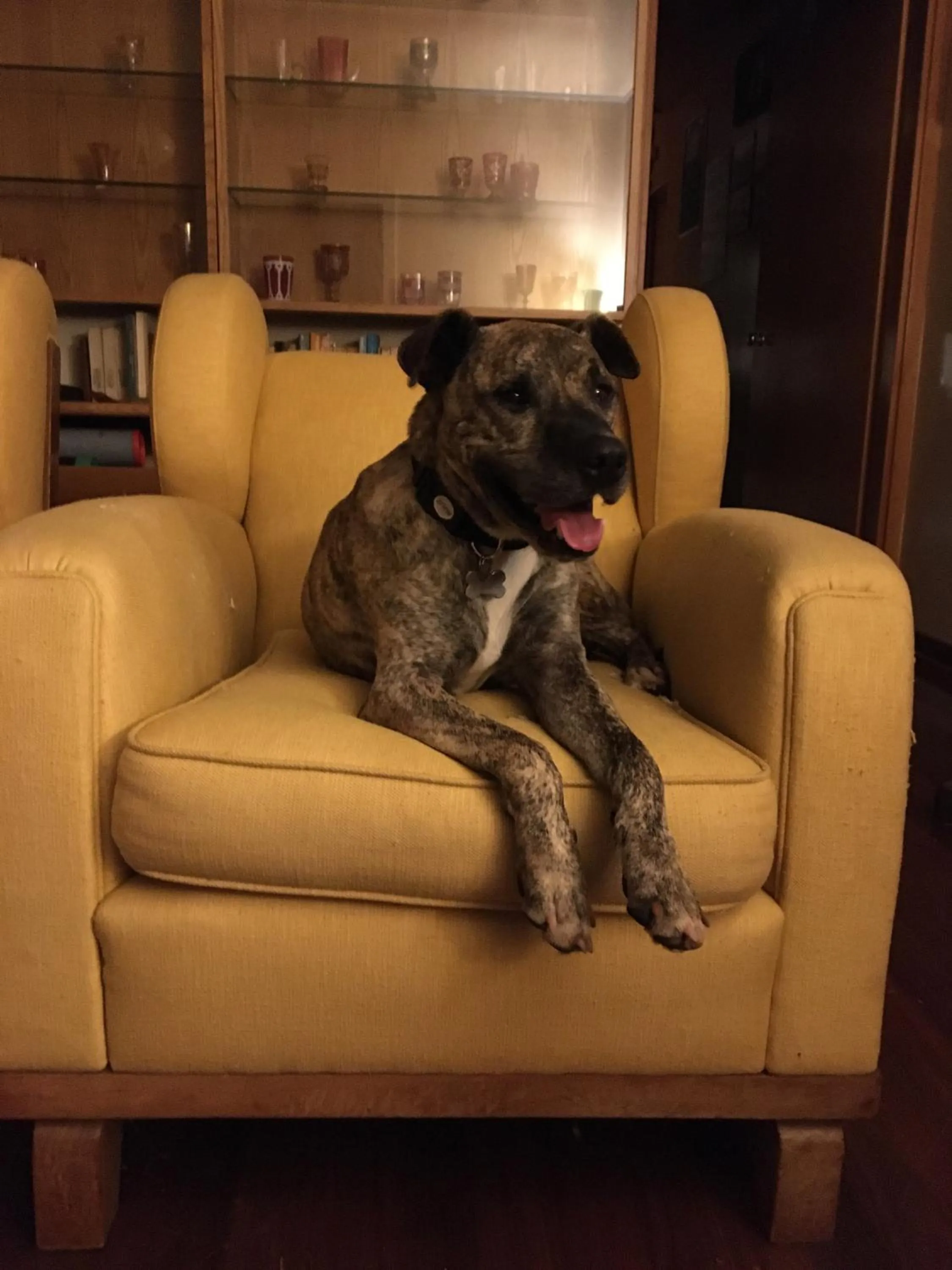 Pets in La Casa Blu di Monasteto