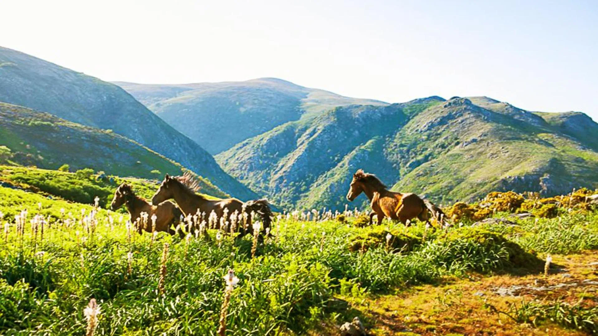 Animals in Agrinho Suites & Spa Gerês
