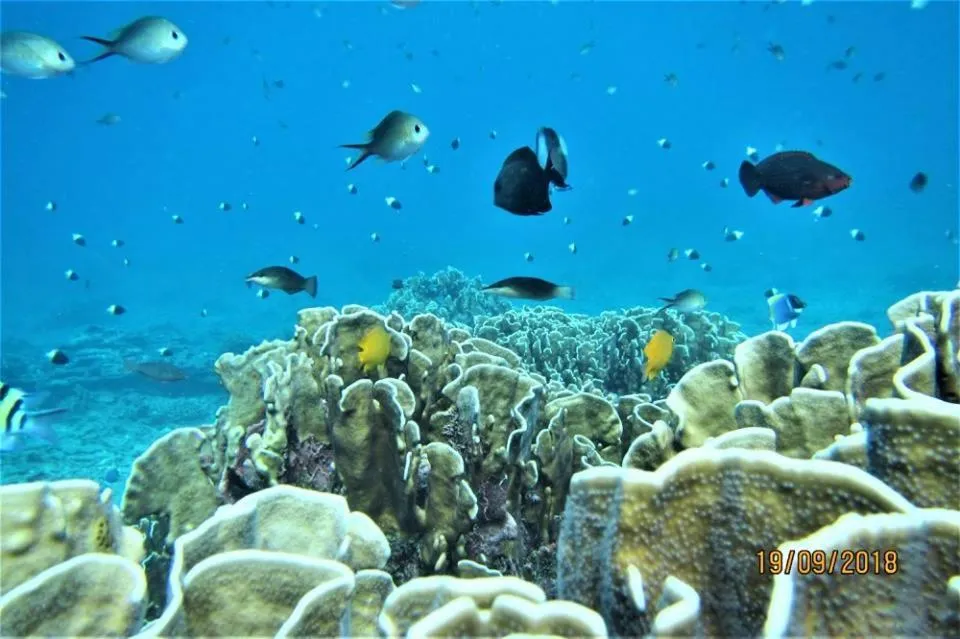 Snorkeling in Pulau Weh Paradise