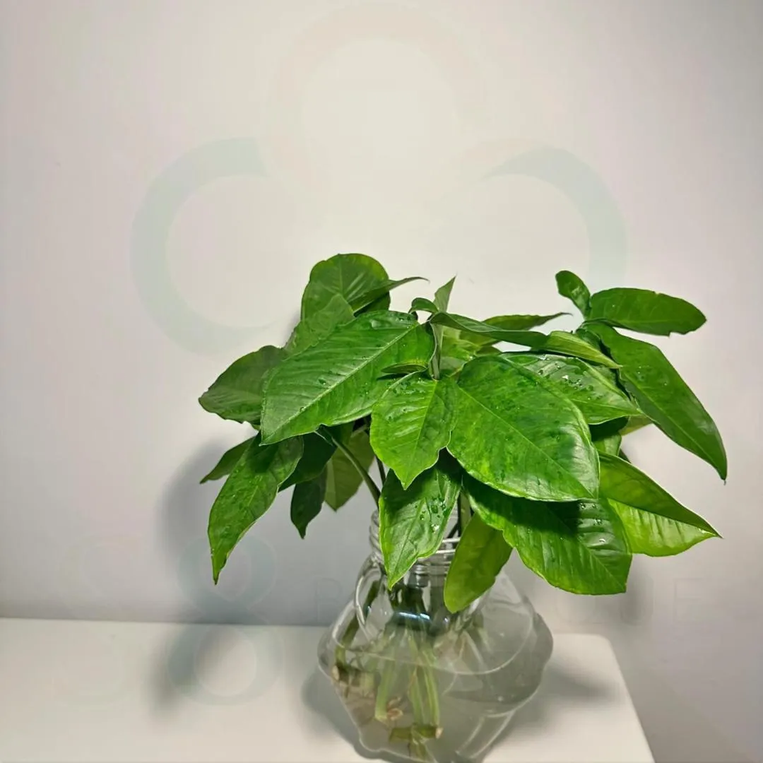 S8 Boutique Hotel near KLIA 1 & KLIA 2