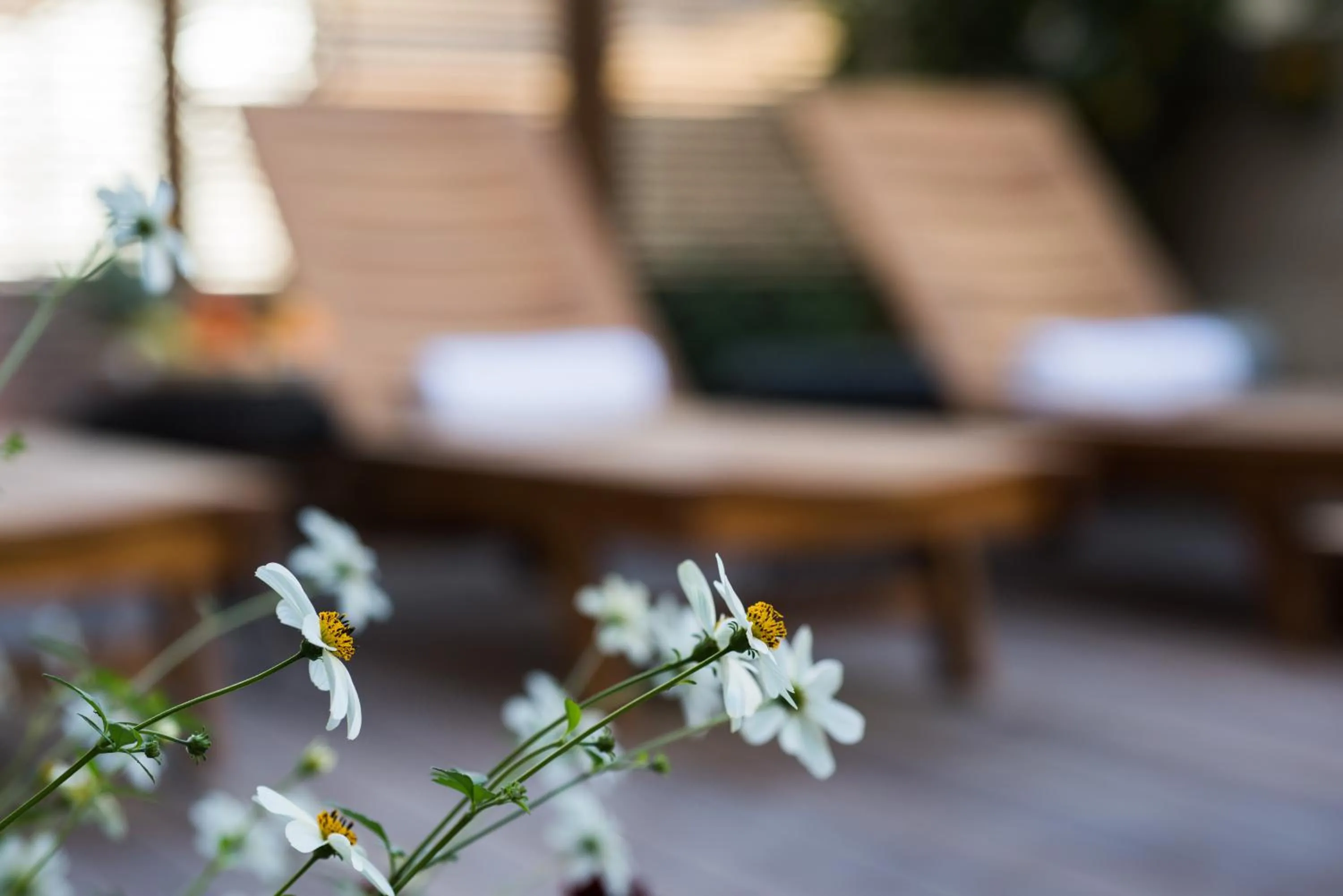 Garden in Leonardo Boutique Jerusalem