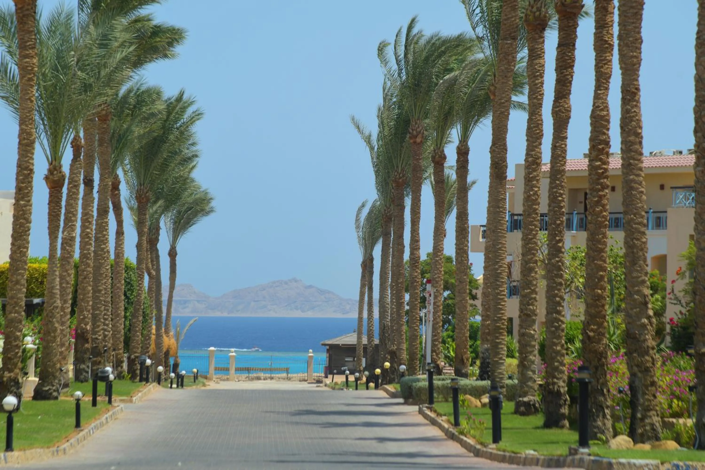 Beach in Ivy Cyrene Sharm Resort Adults Friendly Plus 13