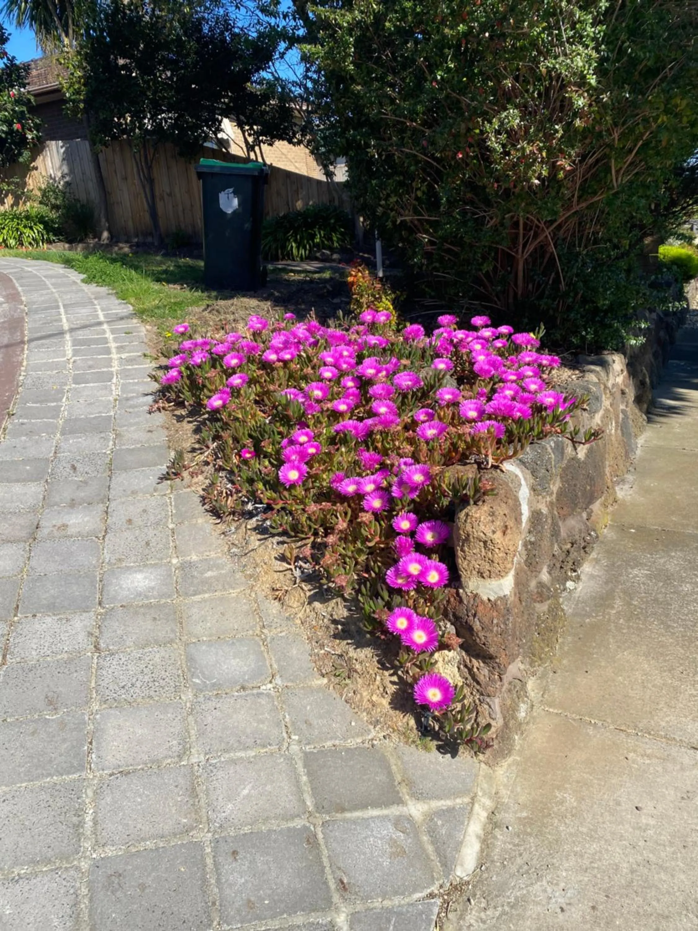Garden in ADA Homestay