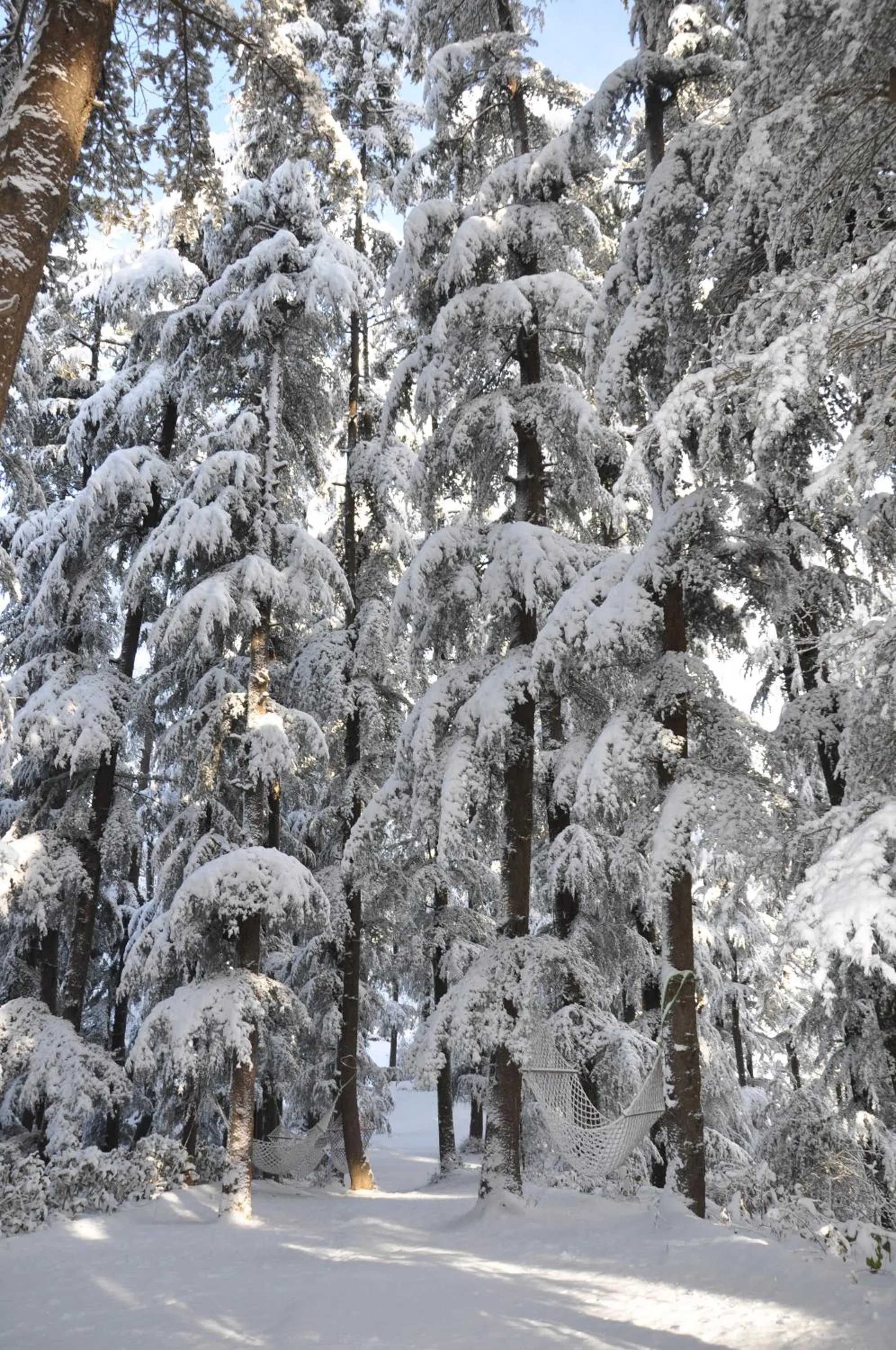 Natural landscape in The Chalets Naldehra