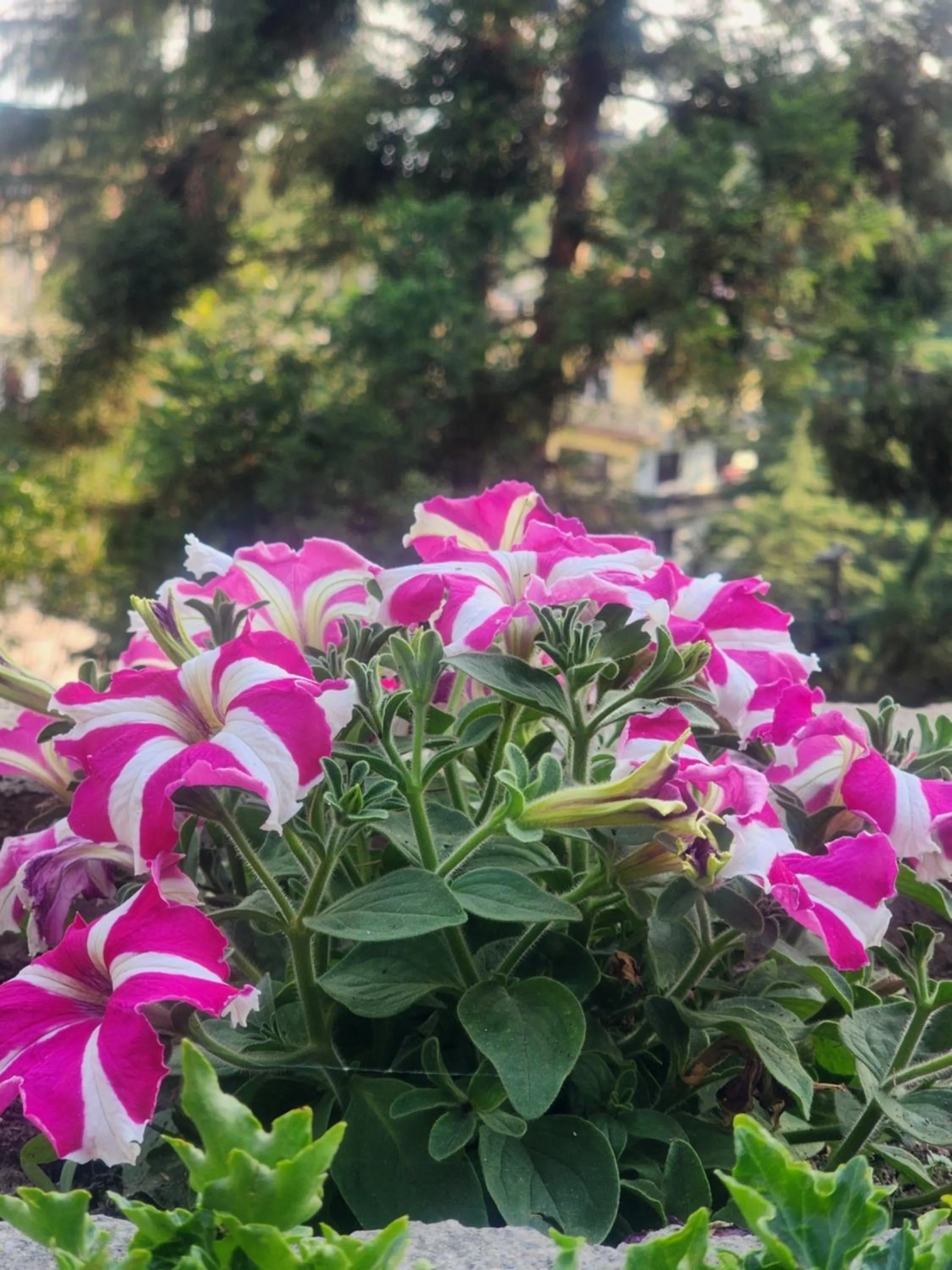 The Chalets Naldehra