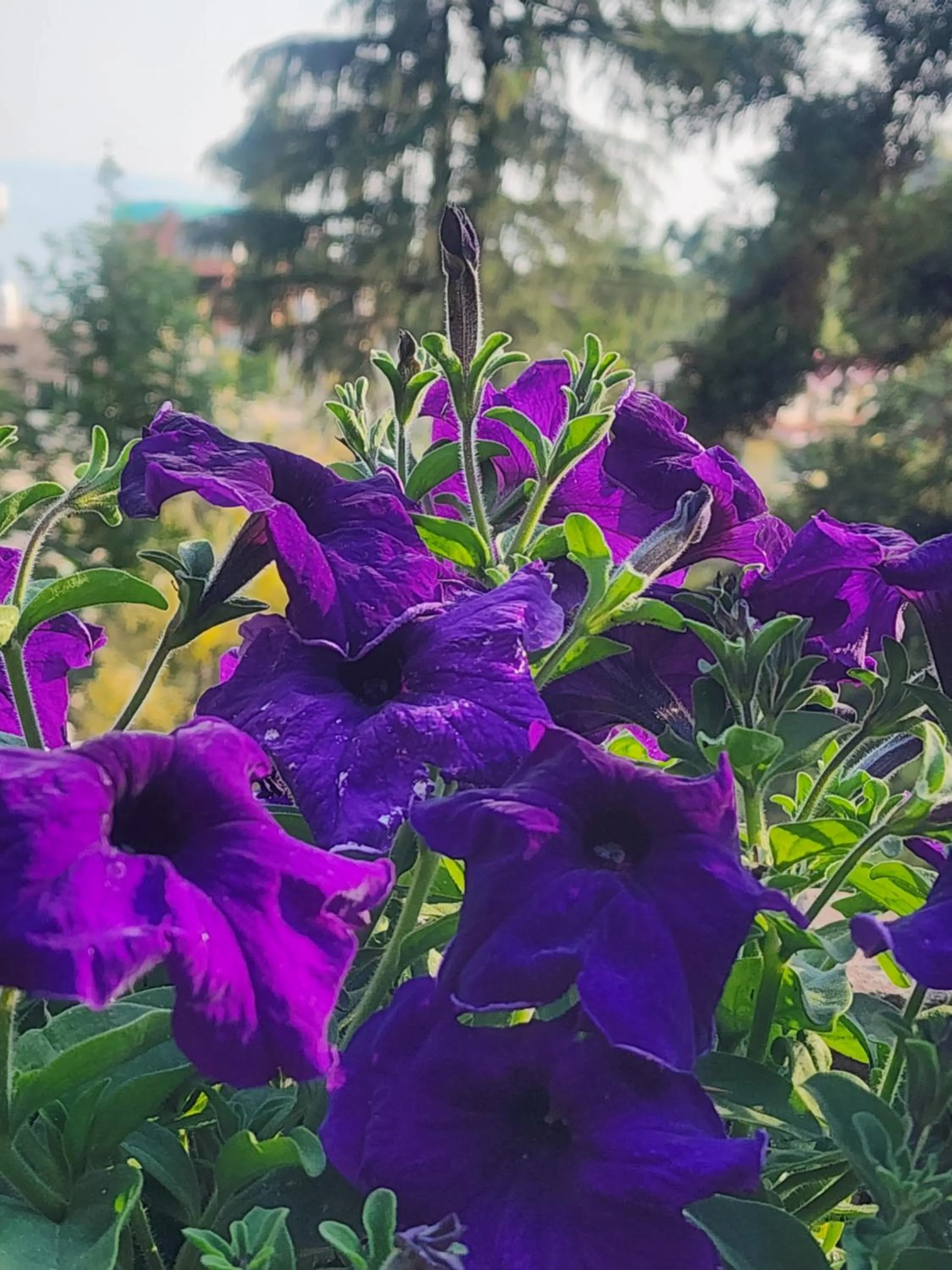 The Chalets Naldehra