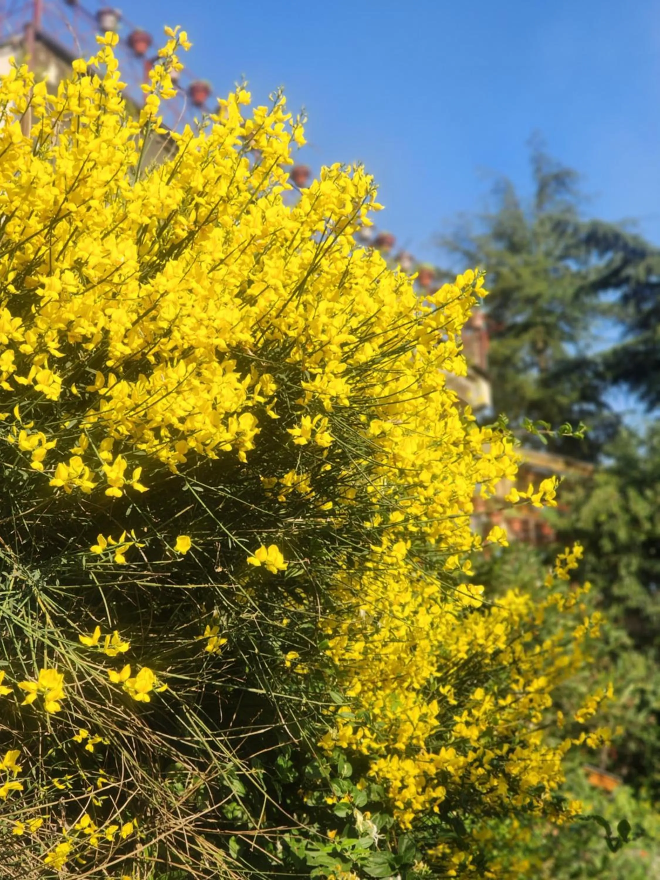 The Chalets Naldehra