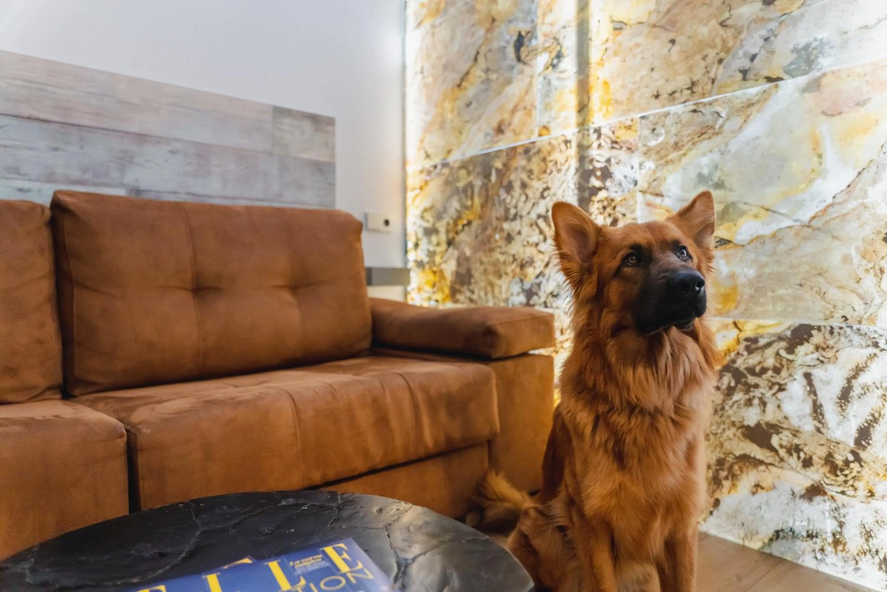 Pets in Cosmopolitan Boutique Rambla