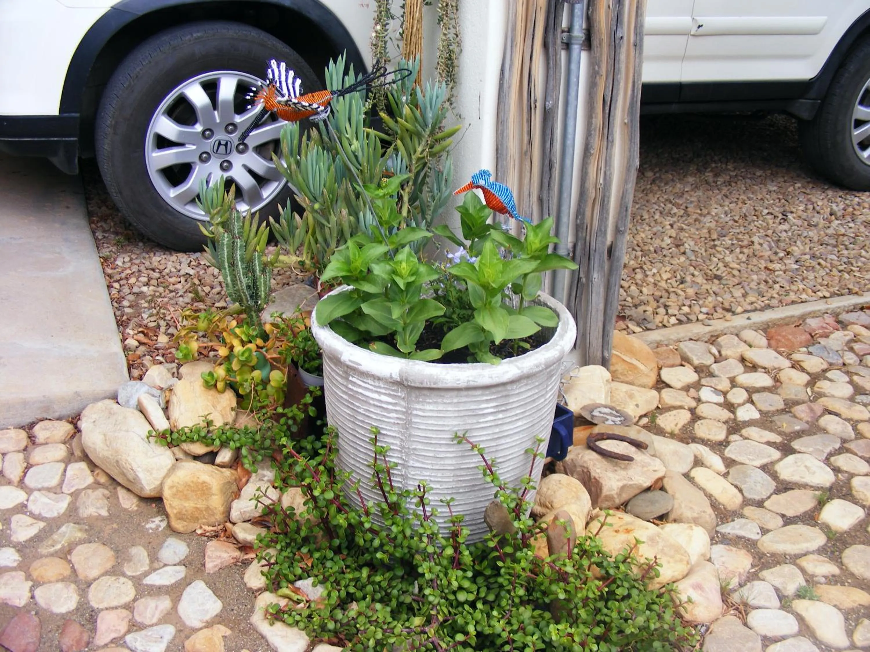 Garden in Karoo Chat