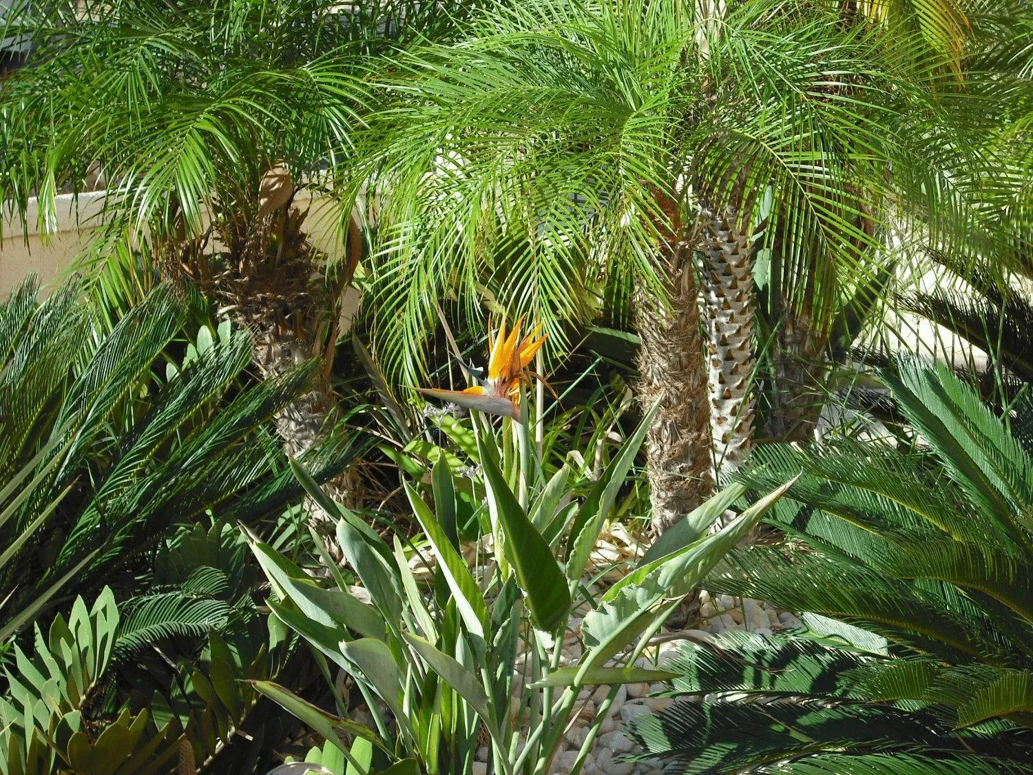 Garden in Summer Memories Aparthotel