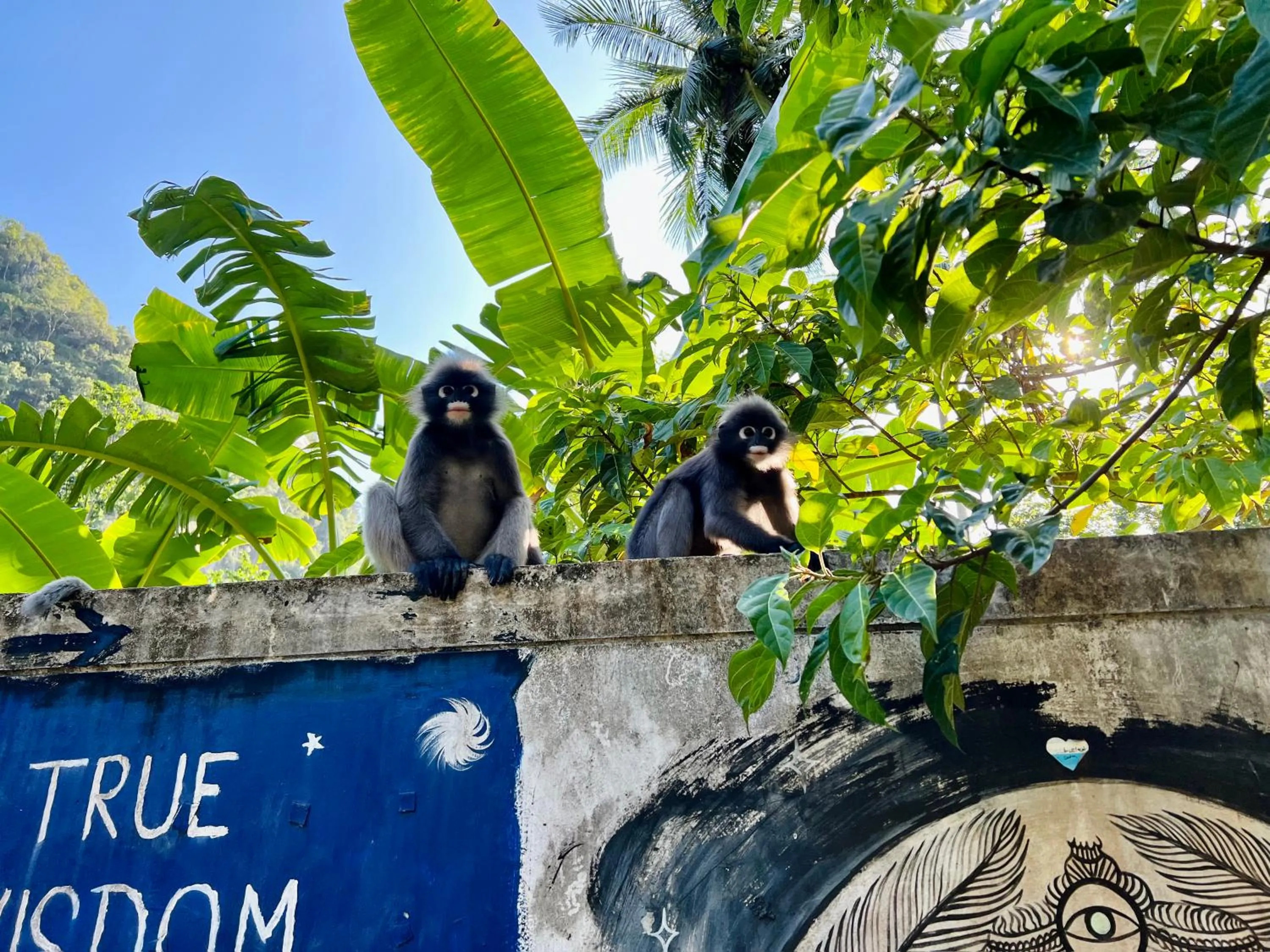 Natural landscape in Dream Valley Resort, Tonsai Beach
