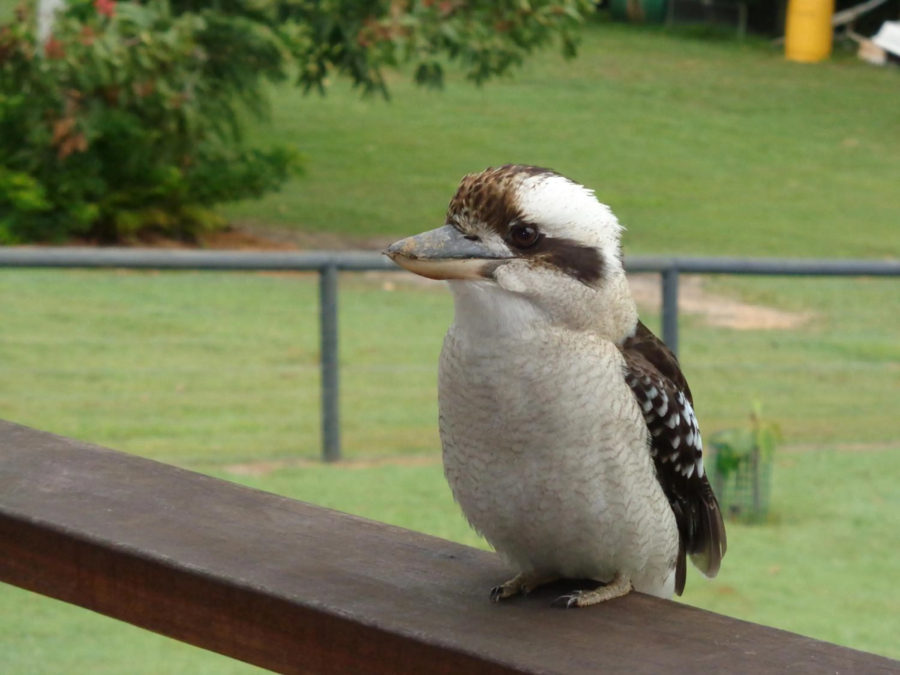 Animals in Eumundi Cottages - Cottage 2