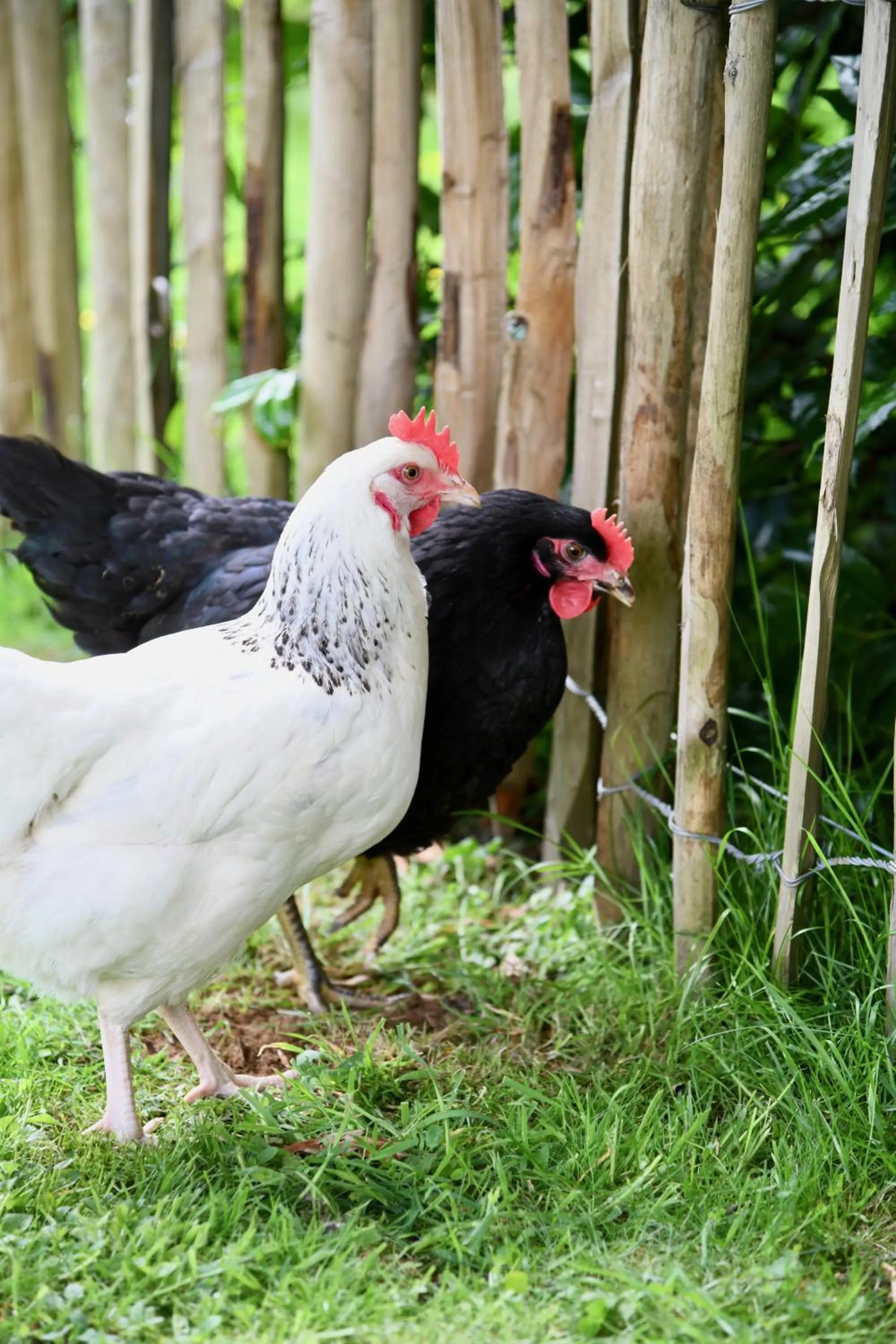 Garden in ibis Brest Kergaradec