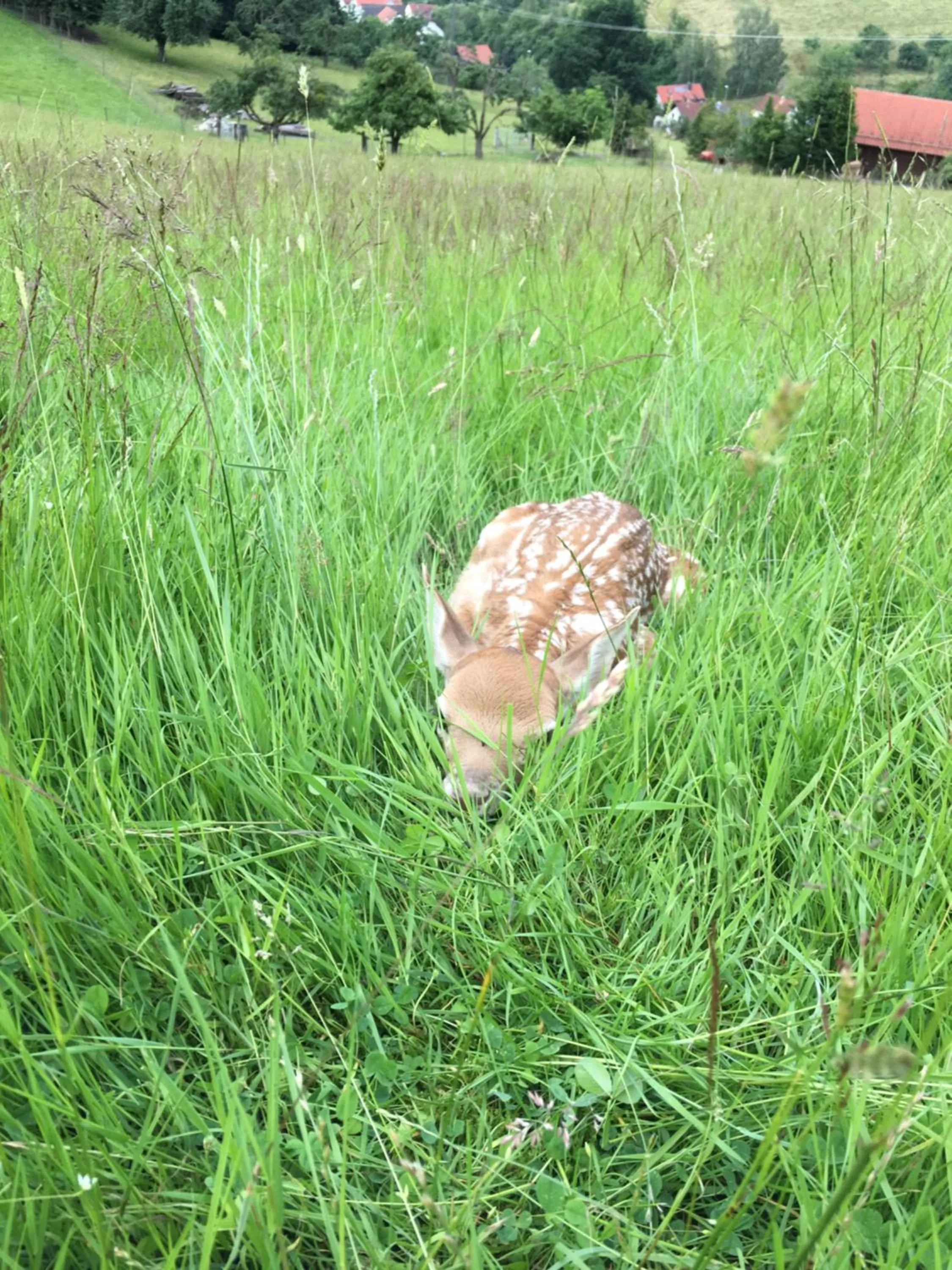 Animals in Gasthof zur Sonne Winzenhohl